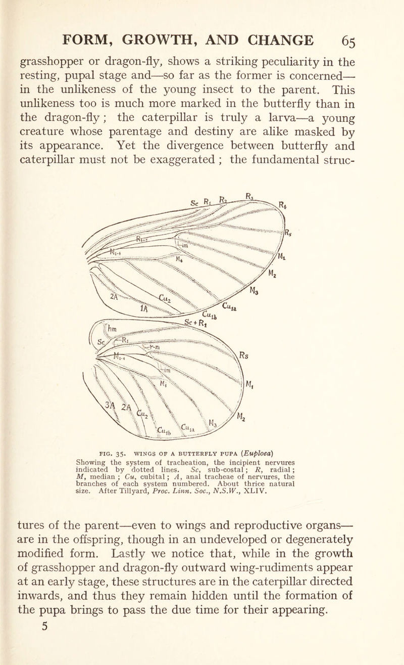 grasshopper or dragon-fly, shows a striking peculiarity in the resting, pupal stage and—so far as the former is concerned— in the unlikeness of the young insect to the parent. This unlikeness too is much more marked in the butterfly than in the dragon-fly ; the caterpillar is truly a larva—a young creature whose parentage and destiny are alike masked by its appearance. Yet the divergence between butterfly and caterpillar must not be exaggerated ; the fundamental struc- FIG. 35. WINGS OF A BUTTERFLY PUPA (Euploeu) Showing the system of tracheation, the incipient nervures indicated by dotted lines. Sc, sub-costal; R, radial; M, median ; Cm. cubital; A, anal tracheae of nervures, the branches of each system numbered. About thrice natural size. After Tillyard, Proc. Linn. Soc., N.S.W., XLIV. tures of the parent—even to wings and reproductive organs— are in the offspring, though in an undeveloped or degenerately modified form. Lastly we notice that, while in the growth of grasshopper and dragon-fly outward wing-rudiments appear at an early stage, these structures are in the caterpillar directed inwards, and thus they remain hidden until the formation of the pupa brings to pass the due time for their appearing. 5