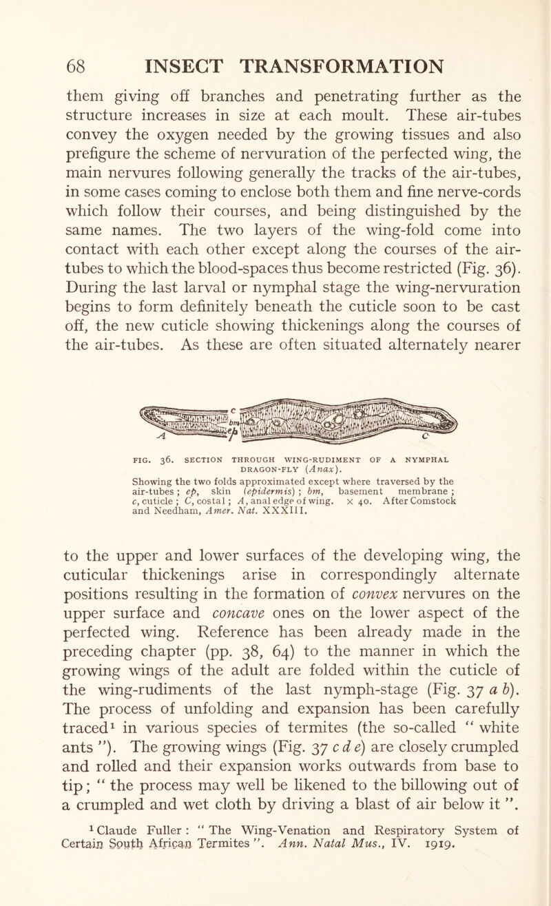 them giving off branches and penetrating further as the structure increases in size at each moult. These air-tubes convey the oxygen needed by the growing tissues and also prefigure the scheme of nervuration of the perfected wing, the main nervures following generally the tracks of the air-tubes, in some cases coming to enclose both them and fine nerve-cords which follow their courses, and being distinguished by the same names. The two layers of the wing-fold come into contact with each other except along the courses of the air- tubes to which the blood-spaces thus become restricted (Fig. 36). During the last larval or nymphal stage the wing-nervuration begins to form definitely beneath the cuticle soon to be cast off, the new cuticle showing thickenings along the courses of the air-tubes. As these are often situated alternately nearer FIG. 36. SECTION THROUGH WING-RUDIMENT OF A NYMPHAL DRAGON-FLY (Anax). Showing the two folds approximated except where traversed by the air-tubes; ep, skin {epidermis) ; bm, basement membrane ; c, cuticle ; C, costal; anal edge of wing, x 40. After Comstock and Needham, Amer. Nat. XXXIII. to the upper and lower surfaces of the developing wing, the cuticular thickenings arise in correspondingly alternate positions resulting in the formation of convex nervures on the upper surface and concave ones on the lower aspect of the perfected wing. Reference has been already made in the preceding chapter (pp. 38, 64) to the manner in which the growing wings of the adult are folded within the cuticle of the wing-rudiments of the last nymph-stage (Fig. 37 The process of unfolding and expansion has been carefully traced^ in various species of termites (the so-called “ white ants ”). The growing wings (Fig. cde) are closely crumpled and rolled and their expansion works outwards from base to tip; “ the process may well be likened to the billowing out of a crumpled and wet cloth by driving a blast of air below it ’h 1 Claude Fuller : “ The Wing-Venation and Respiratory System of Certain Sputh African Termites ”. Ann. Natal Mus., IV. 1919.