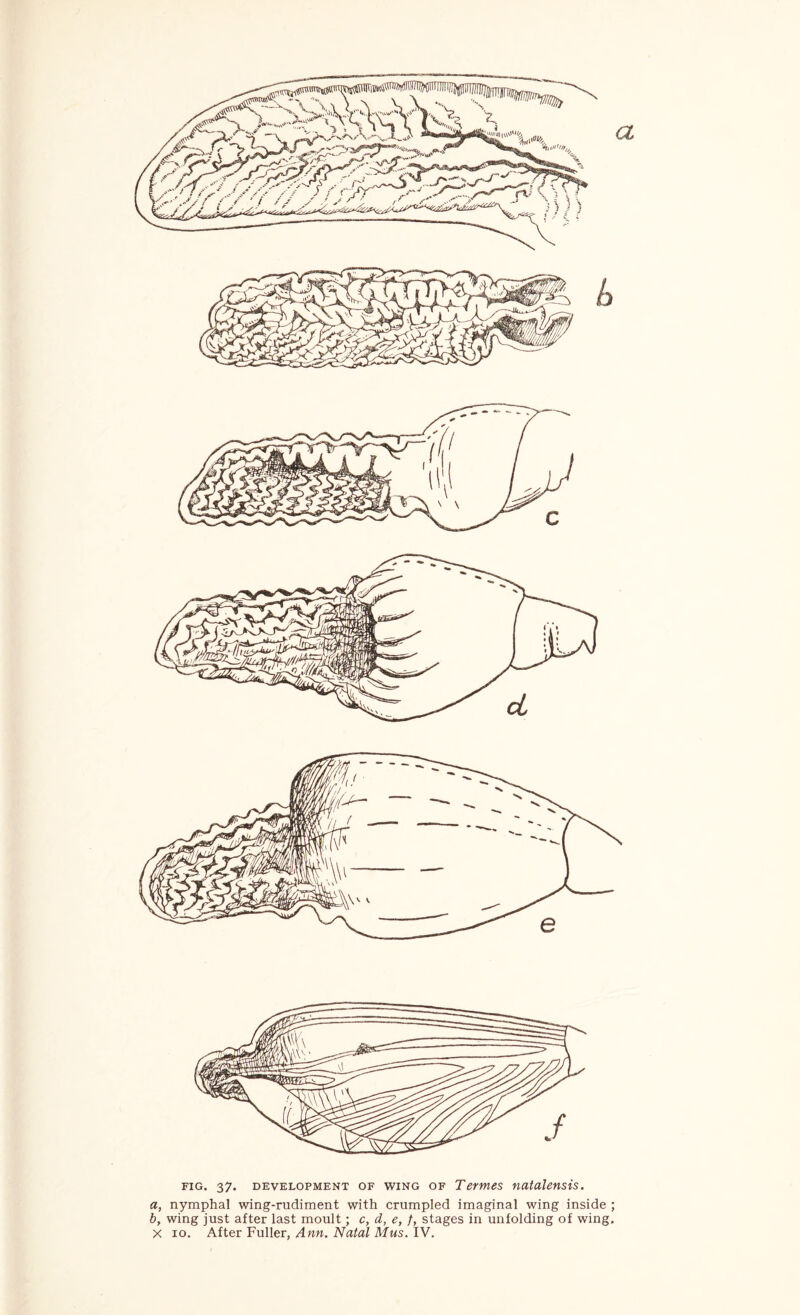 a, nymphal wing-rudiment with crumpled imaginal wing inside ; by wing just after last moult; c, d, e, f, stages in unfolding of wing. X 10. After Fuller, Ann. Natal Mus. IV.