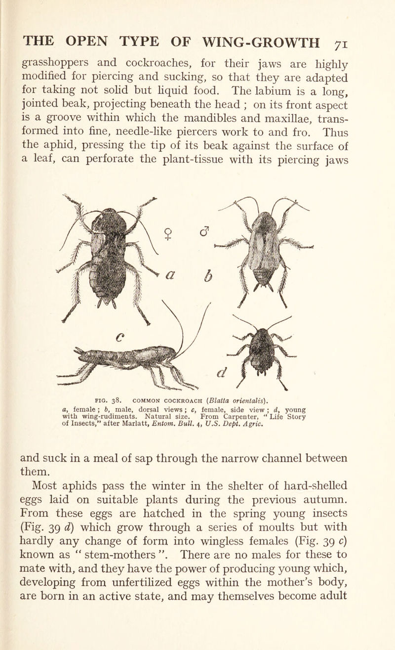 grasshoppers and cockroaches, for their jaws are highly modified for piercing and sucking, so that they are adapted for taking not solid but liquid food. The labium is a long, jointed beak, projecting beneath the head ; on its front aspect is a groove within which the mandibles and maxillae, trans- formed into fine, needle-like piercers work to and fro. Thus the aphid, pressing the tip of its beak against the surface of a leaf, can perforate the plant-tissue with its piercing jaws FIG. 38. COMMON COCKROACH {Blutta oHentalis). a, female; b, male, dorsal views; c, female, side view; rf, young with wing-rudiments. Natural size. From Carpenter, “ Life Story of Insects, after Marlatt, Entom. Bull. 4, U.S. Dept. Agric. and suck in a meal of sap through the narrow channel between them. Most aphids pass the winter in the shelter of hard-vShelled eggs laid on suitable plants during the previous autumn. From these eggs are hatched in the spring young insects (Fig. 39 d) which grow through a series of moults but with hardly any change of form into wingless females (Fig. 39 c) known as “ stem-mothersThere are no males for these to mate with, and they have the power of producing young which, developing from unfertilized eggs within the mother’s body, are born in an active state, and may themselves become adult