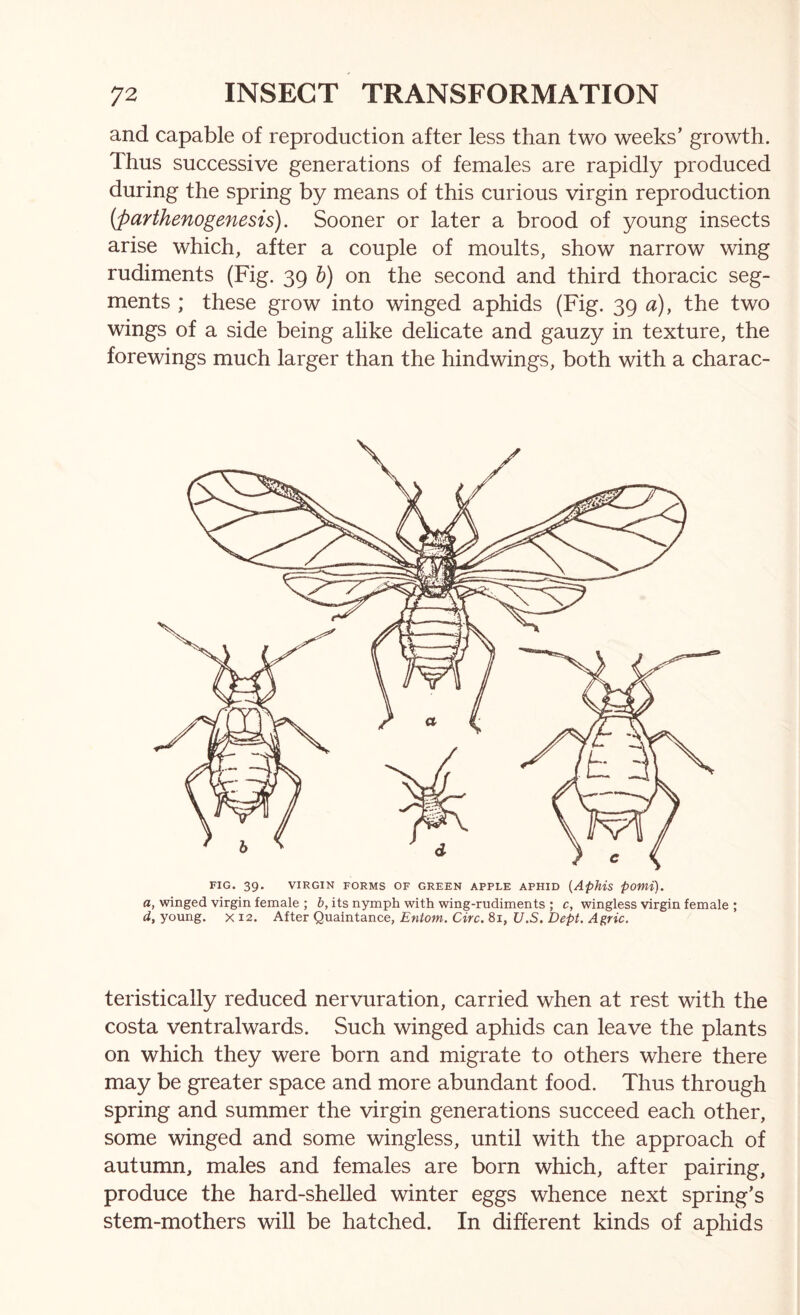 and capable of reproduction after less than two weeks’ growth. Thus successive generations of females are rapidly produced during the spring by means of this curious virgin reproduction {parthenogenesis). Sooner or later a brood of young insects arise which, after a couple of moults, show narrow wing rudiments (Fig. 39 h) on the second and third thoracic seg- ments ; these grow into winged aphids (Fig. 39 a), the two wings of a side being alike delicate and gauzy in texture, the forewings much larger than the hindwings, both with a charac- FIG. 39. VIRGIN FORMS OF GREEN APPLE APHID {ApMs pomi). a, winged virgin female ; b, its nymph with wing-rudiments ; c, wingless virgin female ; d, young, x 12. After Quaintance, Entom. Circ. 81, U.S, Dept. Agric. teristically reduced nervuration, carried when at rest with the costa ventral wards. Such winged aphids can leave the plants on which they were born and migrate to others where there may be greater space and more abundant food. Thus through spring and summer the virgin generations succeed each other, some winged and some wingless, until with the approach of autumn, males and females are born which, after pairing, produce the hard-shelled winter eggs whence next spring’s stem-mothers will be hatched. In different kinds of aphids