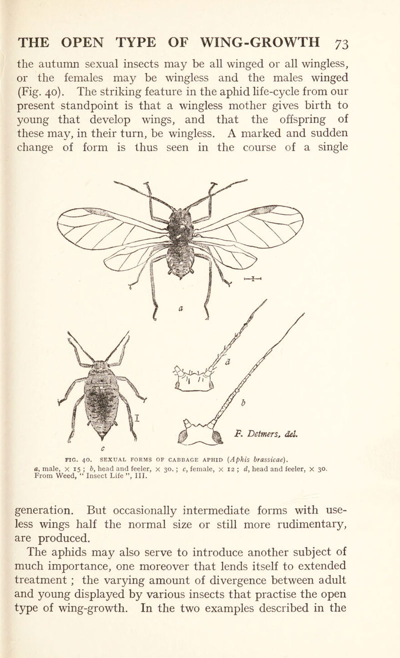 the autumn sexual insects may be all winged or all wingless, or the females may be wingless and the males winged (Fig. 40). The striking feature in the aphid life-cycle from our present standpoint is that a wingless mother gives birth to young that develop wings, and that the offspring of these may, in their turn, be wingless. A marked and sudden change of form is thus seen in the course of a single c FIG. 40. SEXUAL FORMS OF CABBAGE APHID {ApMs btaSSicae). a, male, x 15 ; b, head and feeler, x 30.; c, female, x 12 ; d, head and feeler, x 30. From Weed, “ Insect Life ”, III. generation. But occasionally intermediate forms with use- less wings half the normal size or still more rudimentary, are produced. The aphids may also serve to introduce another subject of much importance, one moreover that lends itself to extended treatment ; the varying amount of divergence between adult and young displayed by various insects that practise the open type of wing-growth. In the two examples described in the