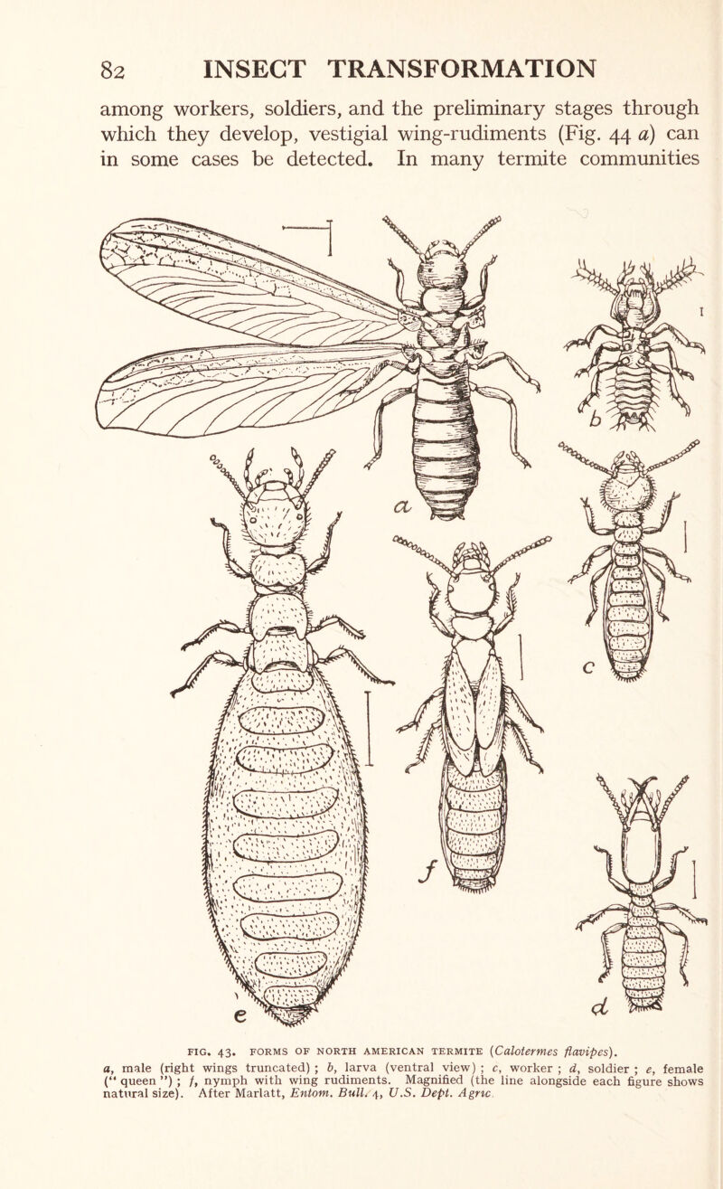among workers, soldiers, and the preliminary stages through which they develop, vestigial wing-rudiments (Fig. 44 a) can in some cases be detected. In many termite communities FIG. 43. FORMS OF NORTH AMERICAN TERMITE (CulotermeS fluvipes). a, male (right wings truncated) ; b, larva (ventral view) ; c, worker ; d, soldier ; e, female (“ queen ”) ; f, nymph with wing rudiments. Magnified (the line alongside each figure shows natural size). After Marlatt, Entom. Bull. 4, U.S. Dept. Agrtc