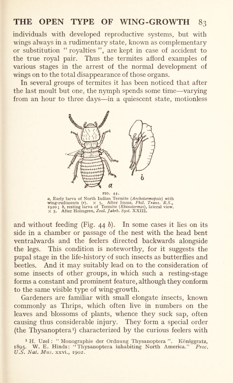 individuals with developed reproductive systems, but with wings always in a rudimentary state, known as complementary or substitution “ royalties are kept in case of accident to the true royal pair. Thus the termites afford examples of various stages in the arrest of the normal development of wings on to the total disappearance of those organs. In several groups of termites it has been noticed that after the last moult but one, the nymph spends some time—varying from an hour to three days—in a quiescent state, motionless FIG. 44. a, Early larva of North Indian Termite (Archotermopsis) with wing-rudiments (r). X 5. After Imms, Phil. Trans. R.S., 1920 ; b, resting larva of Termite (Rhinotermes), lateral view. X 5. After Holmgren, Zool. Jahrb. Sysi. XXIII. and without feeding (Fig. 44 b). In some cases it lies on its side in a chamber or passage of the nest with the head bent ventralwards and the feelers directed backwards alongside the legs. This condition is noteworthy, for it suggests the pupal stage in the life-history of such insects as butterflies and beetles. And it may suitably lead on to the consideration of some insects of other groups, in which such a resting-stage forms a constant and prominent feature, although they conform to the same visible type of wing-growth. Gardeners are familiar with small elongate insects, known commonly as Thrips, which often live in numbers on the leaves and blossoms of plants, whence they suck sap, often causing thus considerable injury. They form a special order (the Thysanoptera characterized by the curious feelers with 1 H. Uzel : “ Monographie der Ordnung Thysanoptera Koniggratz, 1895. W. E. Hinds: “Thysanoptera inhabiting North America.” Proc, U.S. Nat, Mus. xxvi., 1902.