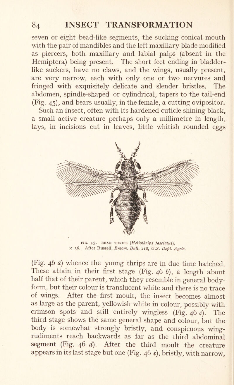 seven or eight bead-like segments, the sucking conical mouth with the pair of mandibles and the left maxillary blade modihed as piercers, both maxillary and labial palps (absent in the Hemiptera) being present. The short feet ending in bladder- like suckers, have no claws, and the wings, usually present, are very narrow, each with only one or two nervures and fringed with exquisitely delicate and slender bristles. The abdomen, spindle-shaped or cylindrical, tapers to the tail-end (Fig. 45), and bears usually, in the female, a cutting ovipositor. Such an insect, often with its hardened cuticle shining black, a small active creature perhaps only a millimetre in length, lays, in incisions cut in leaves, little whitish rounded eggs FIG. 45. BEAN THRIPS {HeliothHps fasciatus). X 36. After Russell, Entom. Bull. 118, U.S. Dept. Agric. (Fig. 46 a) whence the young thrips are in due time hatched. These attain in their first stage (Fig. 46 b), a length about half that of their parent, which they resemble in general body- form, but their colour is translucent white and there is no trace of wings. After the first moult, the insect becomes almost as large as the parent, yellowish white in colour, possibly with crimson spots and still entirely wingless (Fig. 46 c). The third stage shows the same general shape and colour, but the body is somewhat strongly bristly, and conspicuous wing- rudiments reach backwards as far as the third abdominal segment (Fig. 46 d). After the third moult the creature appears in its last stage but one (Fig. 46 e), bristly, with narrow,