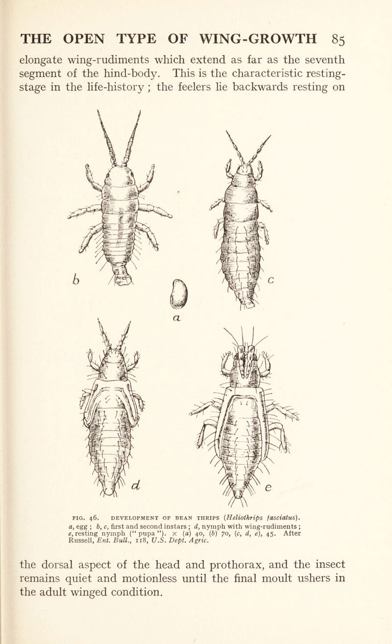 elongate wing-rudiments which extend as far as the seventh segment of the hind-body. This is the characteristic resting- stage in the life-history ; the feelers lie backwards resting on FIG. 46. DEVELOPMENT OF BEAN THRIPS {HeliothripS fasciutus). a, egg ; b, c, first and second instars ; d, nymph with wing-rudiments ; resting nymph (“pupa”), x {a) 40, (&) 70, (c, d, e), 45. After Russell, Ent. Bull., 118, U.S. Dept. Agric. the dorsal aspect of the head and prothorax, and the insect remains quiet and motionless until the final moult ushers in the adult winged condition.