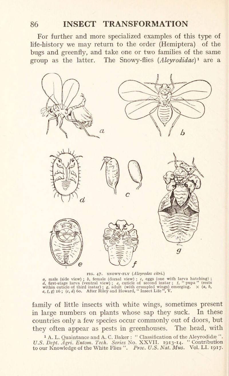 For further and more specialized examples of this t3^e of life-history we may return to the order (Hemiptera) of the bugs and greenfly, and take one or two families of the same group as the latter. The Snowy-flies [Aleyrodidae)'^ are a FIG, 47. SNOWY-FLY {Alcyrodes citri.) a, male (side view) ; b, female (dorsal view) ; c, eggs (one with larva hatching) ; d, first-stage larva (ventral view) ; e, cuticle of second instar ; /, “ pupa ” (rests within cuticle of third instar) ; g, adult (with crumpled wings) emerging. X {a, b, e, /, g) 16 ; {c, d) 60. After Riley and Howard, “ Insect Life ”, V. family of little insects with white wings, sometimes present in large numbers on plants whose sap they suck. In these countries only a few species occur commonly out of doors, but they often appear as pests in greenhouses. The head, with 1 A, L. Quaintance and A, C. Baker : “ Classification of the Aleyrodidae ”. U.S. Dept. Agri. Entom. Tech. Series No. XXVII. 1913-14. “ Contribution to our Knowledge of the White Flies ”. Proo. U.S. Nat. Mus. Vol. LI. 1917.