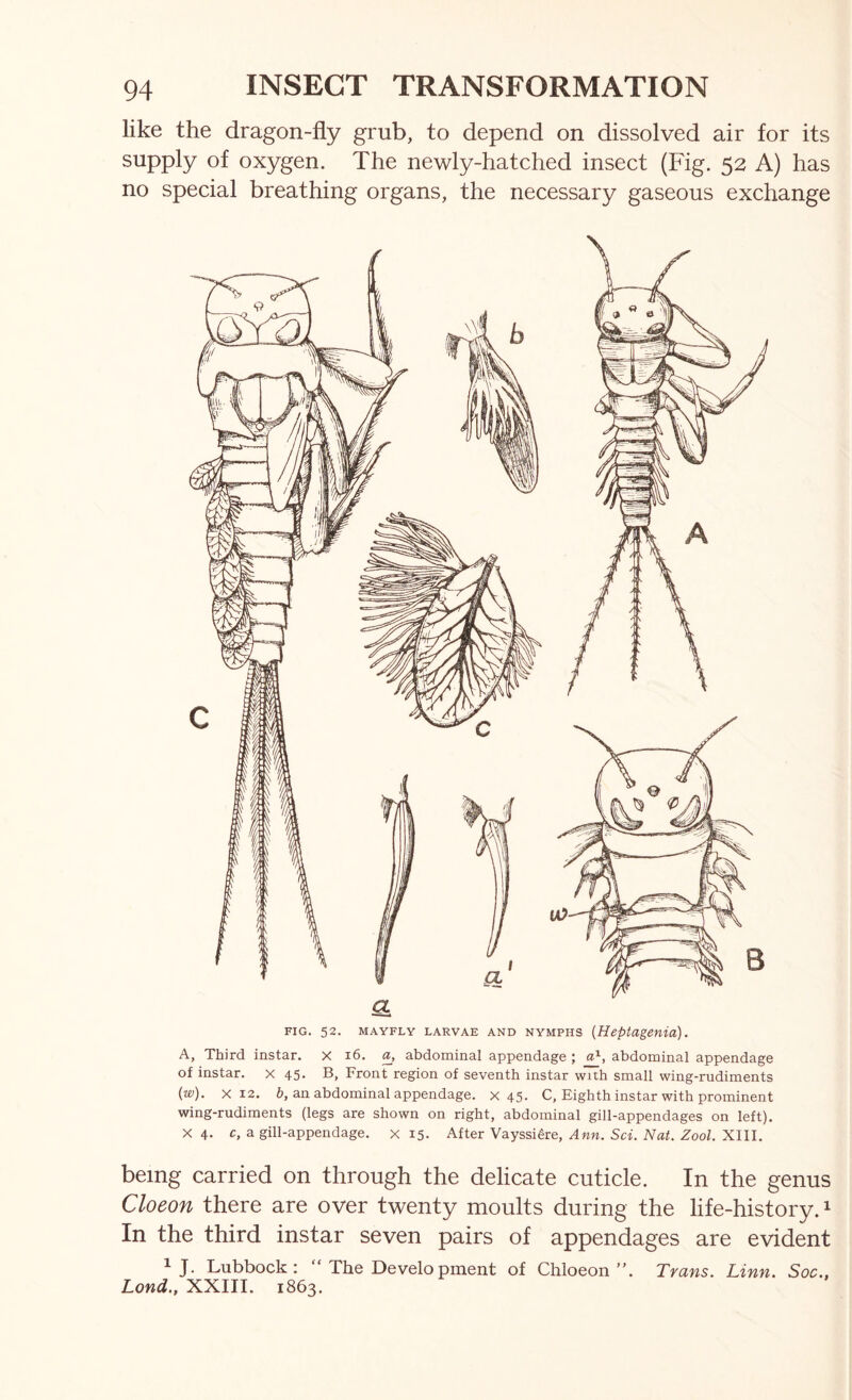 like the dragon-fly grub, to depend on dissolved air for its supply of oxygen. The newly-hatched insect (Fig. 52 A) has no special breathing organs, the necessary gaseous exchange a FIG. 52. MAYFLY LARVAE AND NYMPHS {Heptagenio). A, Third instar, x i6. a, abdominal appendage ; a^, abdominal appendage of instar. X 45. B, Front region of seventh instar with small wing-rudiments {w). X 12. 6, an abdominal appendage, x 45. C, Eighth instar with prominent wing-rudiments (legs are shown on right, abdominal gill-appendages on left). X 4. c, a gill-appendage, x 15. After Vayssi^re, Awn. ScE iVai. Zoo/. XIII. being carried on through the delicate cuticle. In the genus Cloeon there are over twenty moults during the life-history. ^ In the third instar seven pairs of appendages are evident ^ J. Lubbock: ‘ The Development of Chloeon ”. Trans. Linn. Soc., Lond., XXIII. 1863.