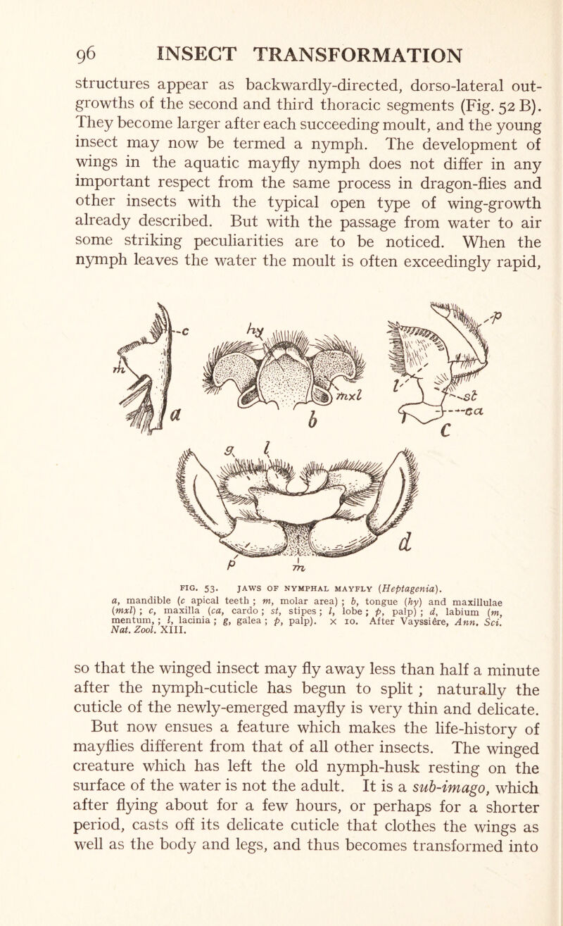 structures appear as backwardly-directed, dorso-lateral out- growths of the second and third thoracic segments (Fig. 52 B). They become larger after each succeeding moult, and the young insect may now be termed a nymph. The development of wings in the aquatic mayfly nymph does not differ in any important respect from the same process in dragon-flies and other insects with the typical open type of wing-growth already described. But with the passage from water to air some striking peculiarities are to be noticed. When the nymph leaves the water the moult is often exceedingly rapid, FIG. 53. JAWS OF NYMPHAL MAYFLY (HeptagCnia). a, mandible (c apical teeth ; m, molar area) ; b, tongue {hy) and maxillulae (mxl) ; c, maxilla (ca, cardo ; st, stipes; /, lobe ; p, palp) ; d, labium {m, mentum, ; I, lacinia ; g, galea ; p, palp), x lo. After Vayssi^re, Ann. Sci. Nat. Zool. XIII. SO that the winged insect may fly away less than half a minute after the nymph-cuticle has begun to split; naturally the cuticle of the newly-emerged mayfly is very thin and delicate. But now ensues a feature which makes the life-history of mayflies different from that of all other insects. The winged creature which has left the old nymph-husk resting on the surface of the water is not the adult. It is a sub-imago, which after flying about for a few hours, or perhaps for a shorter period, casts off its delicate cuticle that clothes the wings as well as the body and legs, and thus becomes transformed into
