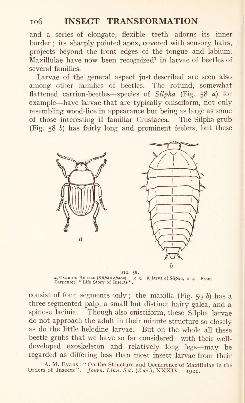 and a series of elongate, flexible teeth adorns its inner border ; its sharply pointed apex, covered with sensory hairs, projects beyond the front edges of the tongue and labium. Maxillulae have now been recognized^ in larvae of beetles of several families. Larvae of the general aspect just described are seen also among other families of beetles. The rotund, somewhat flattened carrion-beetles—species of Silpha (Fig. 58 a) for example—have larvae that are typically onisciform, not only resembling wood-lice in appearance but being as large as some of those interesting if familiar Crustacea. The Silpha grub (Fig. 58 h) has fairly long and prominent feelers, but these FIG. 58. a, Carrion Beetle o^aca). x 3. b,\a.T\3i ol Silpha, x 4. From Carpenter, “ Life Story of Insects consist of four segments only ; the maxilla (Fig. 59 h) has a three-segmented palp, a small but distinct hairy galea, and a spinose lacinia. Though also onisciform, these Silpha larvae do not approach the adult in their minute structure so closely as do the little helodine larvae. But on the whole all these beetle grubs that we have so far considered—with their well- developed exoskeleton and relatively long legs—may be regarded as differing less than most insect larvae from their 1 A. M. Evans : “ On the Structure and Occurrence of Maxillulae in the Orders of Insects”. Journ. Linn. Soc. (ZooL), XXXIV. 1921.