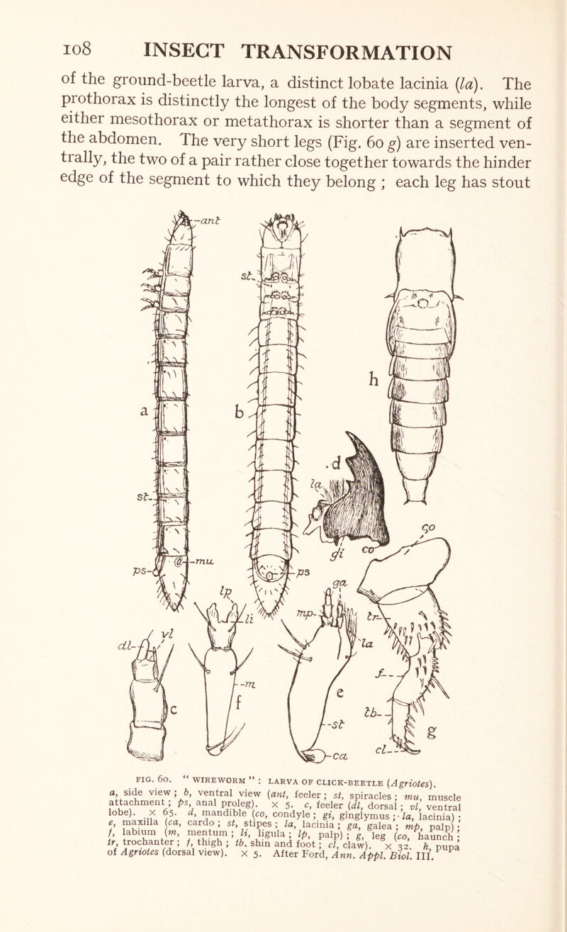 of the ground-beetle larva, a distinct lobate lacinia [la). The prothorax is distinctly the longest of the body segments, while either mesothorax or metathorax is shorter than a segment of the abdomen. The very short legs (Fig. 6o g) are inserted ven- tially, the two of a pair rather close together towards the hinder edge of the segment to which they belong ; each leg has stout FIG. 60. “ WIREWORM ” : LARVA OF CLICK-BEETLE (AgHotes). a, side view ; b, ventral view {ant, feeler; st, spiracles ; mu, muscle V V. •  5;, idl, dorsal ; vl, ventral lobe). X 65. d, mandible (co, condyle; gi, ginglymus ; ■ fa, lacinia); e, maxilla (ca, cardo ; st, ^ipes ; la, lacinia ; ga, galea ; mp, palp) ; f, labium {m, mentum ; h, hgula ; Ip, palp) ; e lee (co hannrh • tr yochanter ; / thigh ; tb, shin and toot f c/, clai). x 32. pupa