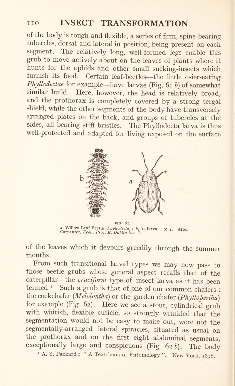 of the body is tough and flexible, a series of firm, spine-bearing tubercles, dorsal and lateral in position, being present on each segment. The relatively long, well-formed legs enable this grub to move actively about on the leaves of plants where it hunts for the aphids and other small sucking-insects which furnish its food. Certain leaf-beetles—the little osier-eating Phyllodectae for example—have larvae (Fig. 6i h) of somewhat similar build. Here, however, the head is relatively broad, and the prothorax is completely covered by a strong tergal shield, while the other segments of the body have transversely arranged plates on the back, and groups of tubercles at the sides, all bearing stiff bristles. The Phyllodecta larva is thus well-protected and adapted for living exposed on the surface FIG. 6l. a, Willow Leaf Beetle (Phyllodecta); b, its larva, x 4. After Carpenter, Econ. Proc. R. Dublin Soc. I. of the leaves which it devours greedily through the summer months. From such transitional larval types we may now pass to those beetle grubs whose general aspect recalls that of the caterpillar—^the emciform type of insect larva as it has been termed ^ Such a grub is that of one of our common chafers : the cockchafer {Melolontha) or the garden chafer {Phyllopertha) for example (Fig 62). Here we see a stout, cylindrical grub with whitish, flexible cuticle, so strongly wrinkled that the segmentation would not be easy to make out, were not the segmentally-arranged lateral spiracles, situated as usual on the prothorax and on the first eight abdominal segments, exceptionally large and conspicuous (Fig 62 h). The body ^ A, S. Packard.. A Xext-book of Entomology ”, New York, 1898.