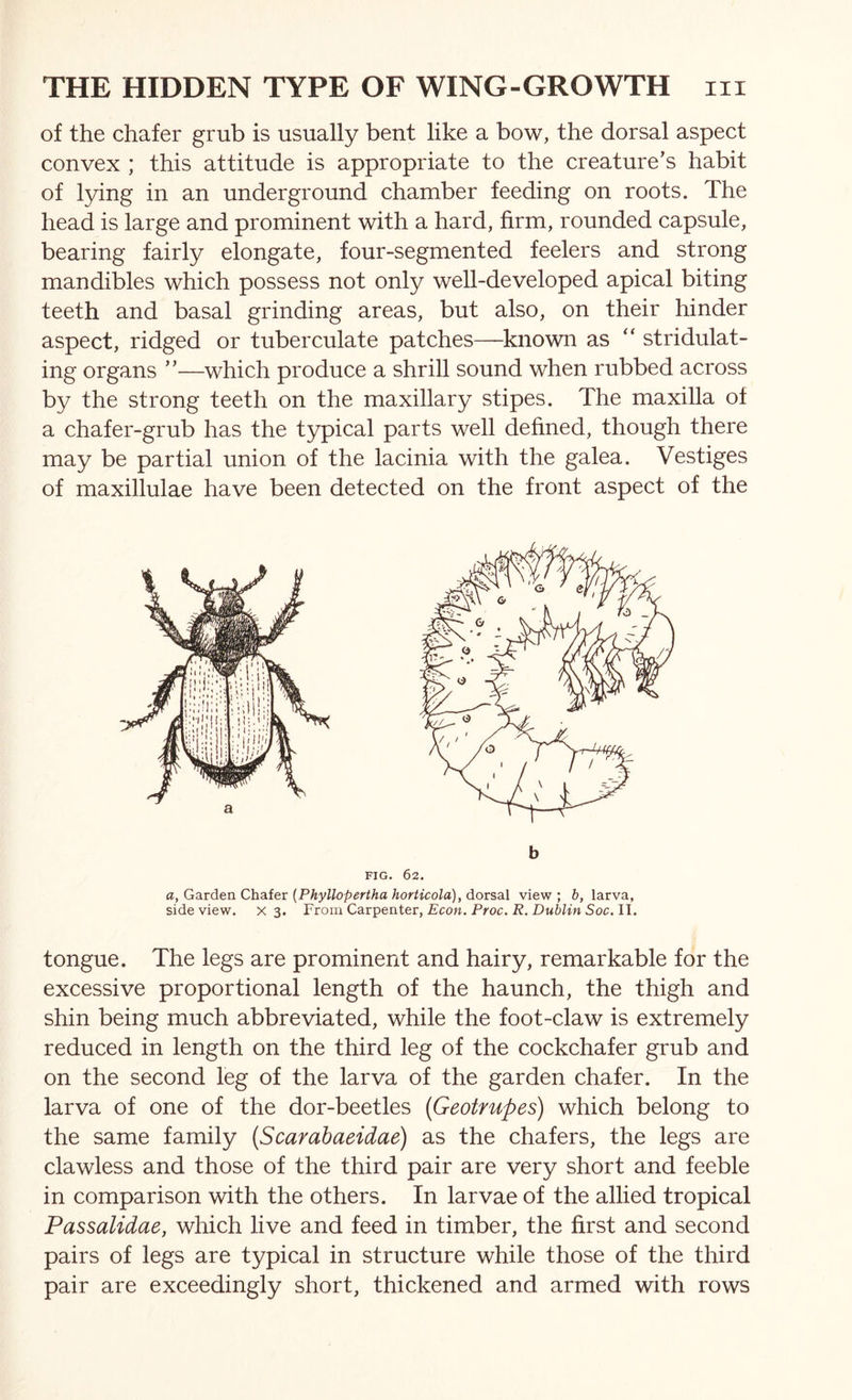 of the chafer grub is usually bent like a bow, the dorsal aspect convex ; this attitude is appropriate to the creature’s habit of lying in an underground chamber feeding on roots. The head is large and prominent with a hard, firm, rounded capsule, bearing fairly elongate, four-segmented feelers and strong mandibles which possess not only well-developed apical biting teeth and basal grinding areas, but also, on their hinder aspect, ridged or tuberculate patches—known as “ stridulat- ing organs ”—which produce a shrill sound when rubbed across by the strong teeth on the maxillary stipes. The maxilla of a chafer-grub has the typical parts well defined, though there may be partial union of the lacinia with the galea. Vestiges of maxillulae have been detected on the front aspect of the a, Garden Chafer {Phyllopertha horticola), dorsal view ; b, larva, side view, x 3. From Cavpentev, Econ. Proc. R. Dublin Soc.ll. tongue. The legs are prominent and hairy, remarkable for the excessive proportional length of the haunch, the thigh and shin being much abbreviated, while the foot-claw is extremely reduced in length on the third leg of the cockchafer grub and on the second leg of the larva of the garden chafer. In the larva of one of the dor-beetles (Geotrupes) which belong to the same family {Scarahaeidae) as the chafers, the legs are clawless and those of the third pair are very short and feeble in comparison with the others. In larvae of the allied tropical Passalidae, which live and feed in timber, the first and second pairs of legs are typical in structure while those of the third pair are exceedingly short, thickened and armed with rows