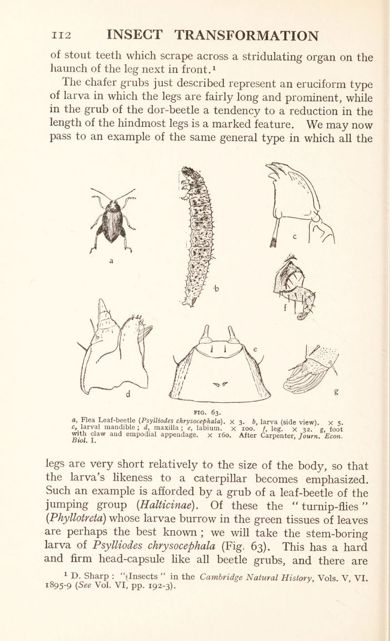 of stout teeth which scrape across a stridulating organ on the haunch of the leg next in front.^ The chafer grubs just described represent an cruciform type of larva in which the legs are fairly long and prominent, while in the grub of the dor-beetle a tendency to a reduction in the length of the hindmost legs is a marked feature. We may now pass to an example of the same general type in which all the FIG. 63, a, Flea Leaf-beetle {Psylliodes chrysocephala). x 3« larva (side view), x 5. l3.rv3.1 rn3.ii(iible ] iii3.xill3, j c, labium, x loo* /, leg. x 32. foot with claw and empodial appendage, x i6o. After Carpenter, JournrEcon. Bwl. I. legs are very short relatively to the size of the body, so that the larva s likeness to a caterpillar becomes emphasized. Such an example is afforded by a grub of a leaf-beetle of the jumping group [Halticinae). Of these the turnip-flies {Phyllotreta) whose larvae burrow in the green tissues of leaves are perhaps the best known ; we will take the stem-boring larva of Psylliodes chrysocephala (Fig. 63). This has a hard and firm head-capsule like all beetle grubs, and there are 1 D. Sharp : ‘^Insects ” in the Cambridge Natural History, Vols. V. VI. 1895-9 Vol. VI, pp. 192-3).