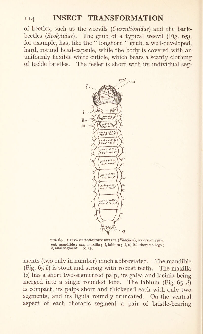 of beetles, such as the weevils {Curculionidae) and the bark- beetles [Scolytidae). The grub of a typical weevil (Fig. 65), for example, has, like the “ longhorn ” grub, a well-developed, hard, rotund head-capsule, while the body is covered with an uniformly flexible white cuticle, which bears a scanty clothing of feeble bristles. The feeler is short with its individual seg- FIG. 64. LARVA OF LONGHORN BEETLE {Rhugium), VENTRAL VIEW. md, mandible ; mx, maxilla ; I, labium ; i, ii, in, thoracic legs ; a, anal segment, x 3 J. ments (two only in number) much abbreviated. The mandible (Fig. 65 b) is stout and strong with robust teeth. The maxilla (c) has a short two-segmented palp, its galea and lacinia being merged into a single rounded lobe. The labium (Fig. 65 d) is compact, its palps short and thickened each with only two segments, and its ligula roundly truncated. On the ventral aspect of each thoracic segment a pair of bristle-bearing