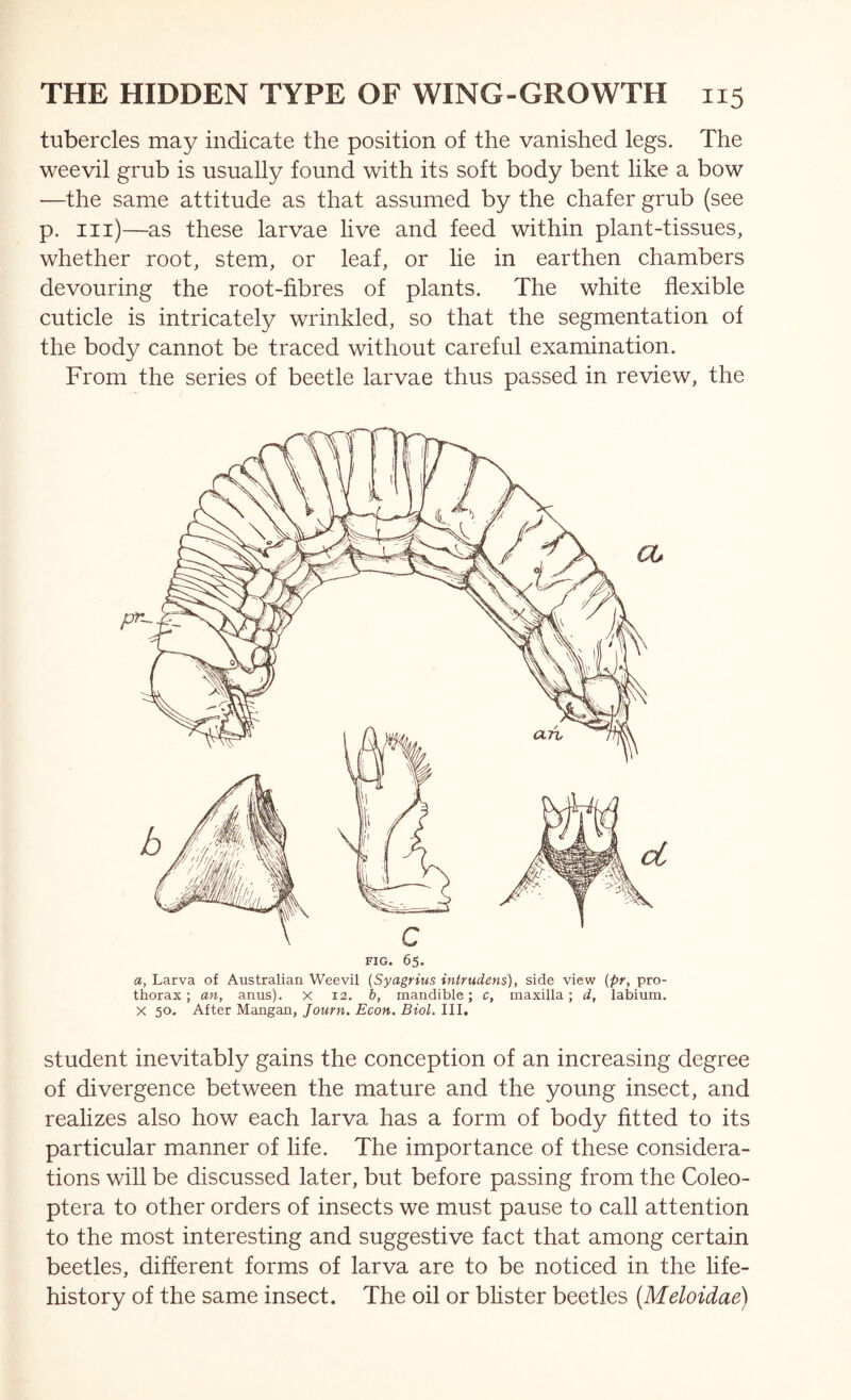 tubercles may indicate the position of the vanished legs. The weevil grub is usually found with its soft body bent like a bow —the same attitude as that assumed by the chafer grub (see p. Ill)—as these larvae live and feed within plant-tissues, whether root, stem, or leaf, or lie in earthen chambers devouring the root-fibres of plants. The white flexible cuticle is intricately wrinkled, so that the segmentation of the body cannot be traced without careful examination. From the series of beetle larvae thus passed in review, the FIG. 65. a, Larva of Australian Weevil (Syagrius intrudens), side view {pr, pro- thorax ; an, anus), x 12. b, mandible; c, maxilla; d, labium. X 50. After Mangan, Journ. Econ. Biol. III. student inevitably gains the conception of an increasing degree of divergence between the mature and the young insect, and realizes also how each larva has a form of body fitted to its particular manner of life. The importance of these considera- tions will be discussed later, but before passing from the Coleo- ptera to other orders of insects we must pause to call attention to the most interesting and suggestive fact that among certain beetles, different forms of larva are to be noticed in the life- history of the same insect. The oil or blister beetles {Meloidae)