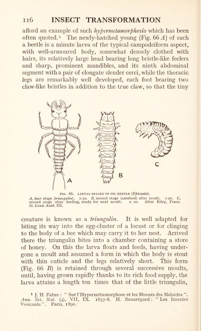 afford an example of such hypermetamorphosis which has been often quoted. 1 The newly-hatched young (Fig. 66^) of such a beetle is a minute larva of the typical campodeiform aspect, with well-armoured body, somewhat densely clothed with hairs, its relatively large head bearing long bristle-like feelers and sharp, prominent mandibles, and its ninth abdominal segment with a pair of elongate slender cerci, while the thoracic legs are remarkably well developed, each foot bearing two claw-like bristles in addition to the true claw, so that the tiny FIG. 66. LARVAL STAGES OF OIL BEETLE (Epicauta). first stage (triunguUn). X30. second stage (caraboid) after moult. X20. C, second stage after feeding, ready for next moult. x 10, After Riley, Trans. St. Louis Acad. III. creature is known as a triunguUn. It is well adapted for biting its way into the egg-cluster of a locust or for clinging to the body of a bee which may carry it to her nest. Arrived there the triungulin bites into a chamber containing a store of honey. On this the larva floats and feeds, having under- gone a moult and assumed a form in which the body is stout with thin cuticle and the legs relatively short. This form (Fig. 66 B) is retained through several successive moults, until, having grown rapidly thanks to its rich food supply, the larva attains a length ten times that of the little triungulin, 1 J. H. Fabre : “ Sur rHypermetamorphose et les Moeurs des Meloides Ann. Sci. Nat. (4), VII, IX. 1857-8. H. Beauregard : “ Les Insectes Vesicants ”. Paris, 1890.