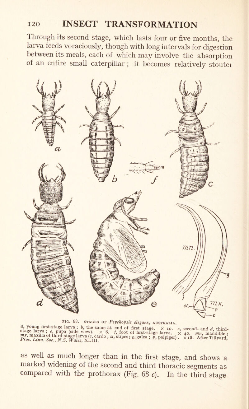 Through its second stage, which lasts four or five months, the larva feeds voraciously, though with long intervals for digestion between its meals, each of which may involve the absorption of an entire small caterpillar; it becomes relatively stouter FIG. 68, STAGES OF Psychopsis elegans, Australia. a, young first-stage larva ; b, the same at end of first stage, x lo. c, second- and d third- ^ /, foot of first-stage larva, x 40. ww, mandible * ?roc Unn^ A.1 ''''''' ’ ^ as well as much longer than in the first stage, and shows a marked widening of the second and third thoracic segments as compared with the prothorax (Fig. 68 c). In the third stage