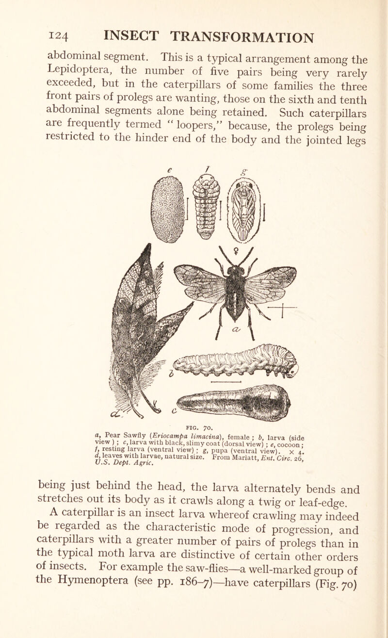 abdominal segment. This is a typical arrangement among the Lepidoptera, the number of five pairs being very rarely exceeded, but in the caterpillars of some families the three front pairs of prolegs are wanting, those on the sixth and tenth abdominal segments alone being retained. Such caterpillars are frequently termed ‘‘ loopers,” because, the prolegs being restricted to the hinder end of the body and the jointed legs FIG. 70. Pear Sawfly (JEfioccimpo, li'mcicinu^f female 5 b, larva (side view ) ; c larva with black, slimy coat (dorsal view) ; cocoon; f, resting larva (ventral view) ; g, pupa (ventral view), x 4. d, leaves with larvae, natural size. From Mariatt, Ent. Circ 26 U.S. Dept. Agnc. ’ being just behind the head, the larva alternately bends and stretches out its body as it crawls along a twig or leaf-edge. A caterpillar is an insect larva whereof crawling may indeed be regarded as the characteristic mode of progression, and caterpillars with a greater number of pairs of prolegs than in the typical moth larva are distinctive of certain other orders of insects. Foi example the saw-flies—a well-marked group of the Hymenoptera (see pp. 186-7)—have caterpillars (Fig. 70)