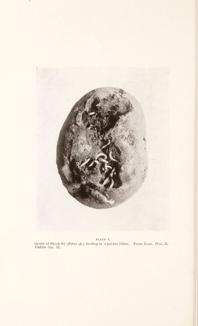 Grubs of Black-fly {Bibio sp.) feeding in a potato tuber. From Econ. Proc. R, Dublin Soc. 11.