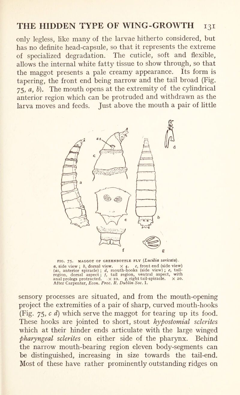 only legless, like many of the larvae hitherto considered, but has no definite head-capsule, so that it represents the extreme of specialized degradation. The cuticle, soft and flexible, allows the internal white fatty tissue to show through, so that the maggot presents a pale creamy appearance. Its form is tapering, the front end being narrow and the tail broad (Fig. 75, a, 5). The mouth opens at the extremity of the cylindrical anterior region which can be protruded and withdrawn as the larva moves and feeds. Just above the mouth a pair of little FIG. 75. MAGGOT OF GREENBOTTLE FLY {LucUia Sericato). a, side view ; b, dorsal view. x 4. c, front end (side view) (as, anterior spiracle) ; d, mouth-hooks (side view) ; e, tail- region, dorsal aspect; /, tail region, ventral aspect, with anal prolegs protracted. x 10. g, right tail-spiracle. X 20. After Carpenter, Econ. Proc. R. Dublin Soc. I. sensory processes are situated, and from the mouth-opening project the extremities of a pair of sharp, curved mouth-hooks (Fig. 75, c which serve the maggot for tearing up its food. These hooks are jointed to short, stout hypostomial sclerites which at their hinder ends articulate with the large winged pharyngeal sclerites on either side of the phar3mx. Behind the narrow mouth-bearing region eleven body-segments can be distinguished, increasing in size towards the tail-end. Most of these have rather prominently outstanding ridges on