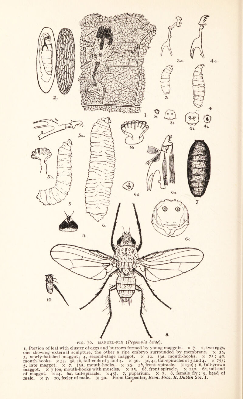 FIG. 76. MANGEL-FLY {Pcgomyia bctoe). I. Portion of leaf with cluster of eggs and burrows formed by young maggots, X 7- 2, two eggs, one showing external sculpture, the other a ripe embryo surrounded by membrane. X 35, 3, newly-hatched maggot; 4, second-stage maggot, x 12. (3a, mouth-hooks. X 75 1 mouth-hooks. X54. 3^), 4&, tail-ends of 3 and 4. X 30. 3c, 4c, tail-spiracles of 3 and 4. X75); 5, late maggot, x 7. (5®, mouth-hooks, x 35- 5&, front spiracle, x 130) ; 6, full-grown maggot. X 7 {6a, mouth-hooks with muscles, x 35. 6b, front spiracle, x 130. 6c, tail-end of maggot, X14. 6d, tail-spiracle. X45). 7, puparium. x 7- 8, female fly; 9, head of male, x 7. 10, feeler of male, x 30. From Carpenter, Econ. Proc. R. Dublin Soc. I. #