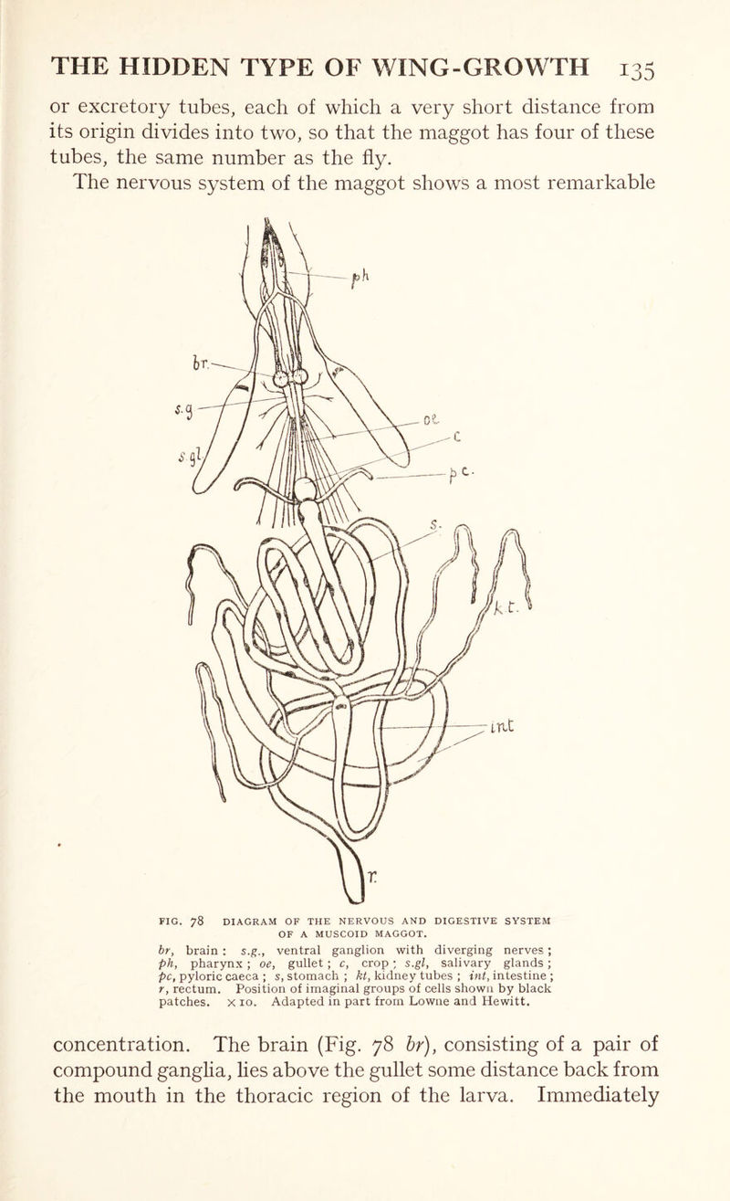 or excretory tubes, each of which a very short distance from its origin divides into two, so that the maggot has four of these tubes, the same number as the fly. The nervous system of the maggot shows a most remarkable FIG. 78 DIAGRAM OF THE NERVOUS AND DIGESTIVE SYSTEM OF A MUSCOID MAGGOT. hr, brain : s.g., ventral ganglion with diverging nerves ; ph, pharynx ; oe, gullet ; c, crop ; s.gl, salivary glands ; pc, pyloric caeca ; s, stomach ; kt, kidney tubes ; int, intestine ; r, rectum. Position of imaginal groups of cells shown by black patches, x lo. Adapted in part from Lowne and Hewitt. concentration. The brain (Fig. 78 hr), consisting of a pair of compound ganglia, lies above the gullet some distance back from the mouth in the thoracic region of the larva. Immediately