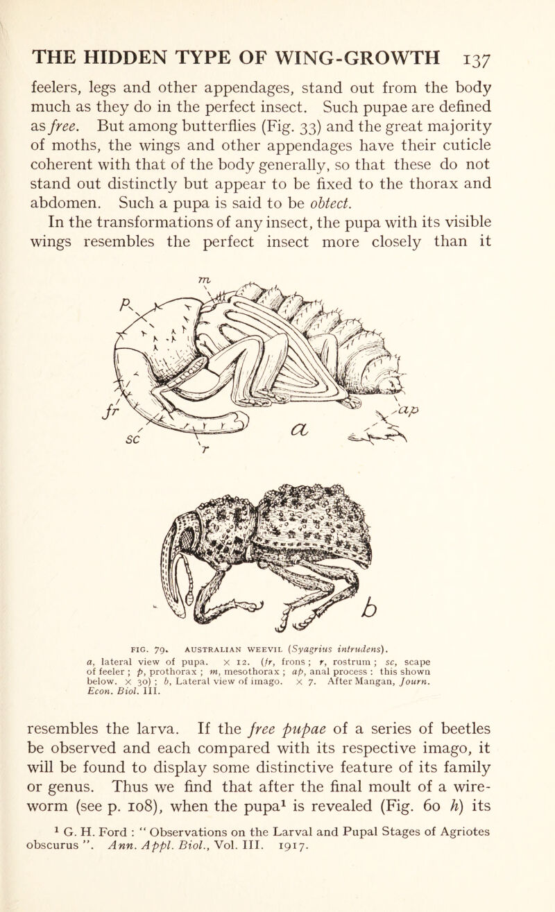 feelers, legs and other appendages, stand out from the body much as they do in the perfect insect. Such pupae are defined SiS free. But among butterflies (Fig. 33) and the great majority of moths, the wings and other appendages have their cuticle coherent with that of the body generally, so that these do not stand out distinctly but appear to be fixed to the thorax and abdomen. Such a pupa is said to be ohtect. In the transformations of any insect, the pupa with its visible wings resembles the perfect insect more closely than it u FIG. 79. AUSTRALIAN WEEVIL {SyagHus intrudens). a, lateral view of pupa. x 12. (fr, frons ; r, rostrum ; sc, scape of feeler ; p, prothorax ; m, mesothorax ; ap, anal process ; this shown below. X 30) ; b, Lateral view of imago, x 7. After Mangan, Journ. Econ. Biol. III. resembles the larva. If the free pupae of a series of beetles be observed and each compared with its respective imago, it will be found to display some distinctive feature of its family or genus. Thus we find that after the final moult of a wire- worm (see p. io8), when the pupa^ is revealed (Fig. 6o h) its ^ G. H. Ford : “ Observations on the Larval and Pupal Stages of Agriotes obscurus ”. Ann. Appl. Biol., Vol. III. 1917.