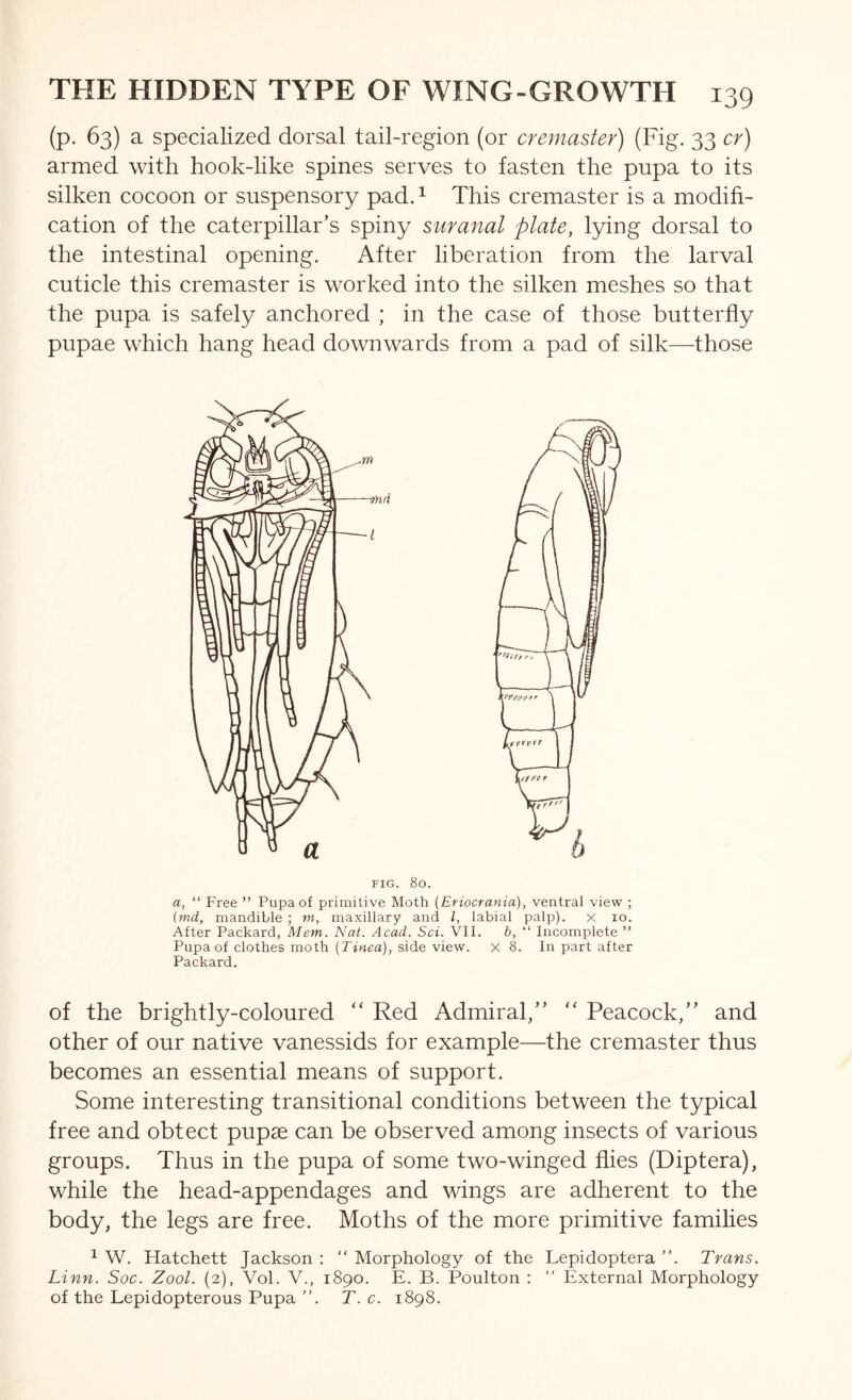 (p. 63) a specialized dorsal tail-region (or cremaster) (Fig. 33 cr) armed with hook-like spines serves to fasten the pupa to its silken cocoon or suspensory pad. ^ This cremaster is a modifi- cation of the caterpillar’s spiny suranal plate, lying dorsal to the intestinal opening. After liberation from the larval cuticle this cremaster is worked into the silken meshes so that the pupa is safely anchored ; in the case of those butterfly pupae which hang head downwards from a pad of silk—those FIG. 80. a, “ Free ” Pupa of primitive Moth (Eriocrania), ventral view ; (md, mandible ; ni, maxillary and I, labial palp), x lo. After Packard, Mem. Nat. Acad. Sci. VII. b, “ Incomplete ” Pupa of clothes moth [Tinea), side view, x 8. In part after Packard. of the brightly-coloured “ Red Admiral,” ‘‘ Peacock,” and other of our native vanessids for example—the cremaster thus becomes an essential means of support. Some interesting transitional conditions between the typical free and obtect pupae can be observed among insects of various groups. Thus in the pupa of some two-winged flies (Diptera), while the head-appendages and wings are adherent to the body, the legs are free. Moths of the more primitive families ^ W. Hatchett Jackson : “ Morphology of the Lepidoptera ”. Trans. Linn. Soc. Zool. (2), Vol. V., 1890. E. B. Poulton : “ External Morphology of the Lepidopterous Pupa ”. T. c. 1898.