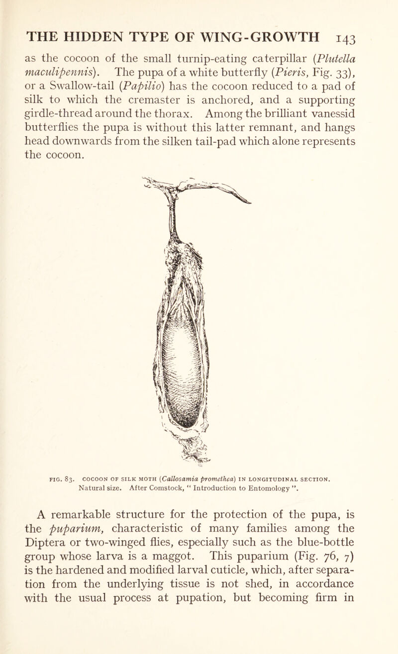 as the cocoon of the small turnip-eating caterpillar {Plutella maculipennis). The pupa of a white butterfly {Pieris, Fig. 33), or a Swallow-tail {Papilio) has the cocoon reduced to a pad of silk to which the cremaster is anchored, and a supporting girdle-thread around the thorax. Among the brilliant vanessid butterflies the pupa is without this latter remnant, and hangs head downwards from the silken tail-pad which alone represents the cocoon. FIG. 83. COCOON OF SILK MOTH {Cullosamia promethea) in longitudinal section. Natural size. After Comstock, “ Introduction to Entomology ”. A remarkable structure for the protection of the pupa, is the puparium, characteristic of many families among the Diptera or two-winged flies, especially such as the blue-bottle group whose larva is a maggot. This puparium (Fig. 76, 7) is the hardened and modified larval cuticle, which, after separa- tion from the underlying tissue is not shed, in accordance with the usual process at pupation, but becoming firm in