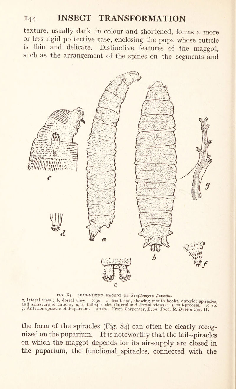 texture, usually dark in colour and shortened, forms a more or less rigid protective case, enclosing the pupa whose cuticle is thin and delicate. Distinctive features of the maggot, such as the arrangement of the spines on the segments and FIG. 84. LEAF-MINING MAGGOT OF ScUptOtHyZa flaveolu. a, lateral view ; h, dorsal view. X 30. c, front end, showing mouth-hooks, anterior spiracles, and armature of cuticle ; d, e, tail-spiracles (lateral and dorsal views) ; /, tail-process, x 80. g, Anterior spiracle of Puparium. X120. From Carpenter, Econ. Proc. R. Dublin Soc. II. the form of the spiracles (Fig. 84) can often be clearly recog- nized on the puparium. It is noteworthy that the tail-spiracles on which the maggot depends for its air-supply are closed in the puparium, the functional spiracles, connected with the