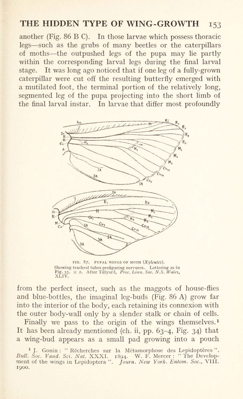 another (Fig. 86 B C). In those larvae which possess thoracic legs—such as the grubs of many beetles or the caterpillars of moths—the outpushed legs of the pupa may lie partly within the corresponding larval legs during the final larval stage. It was long ago noticed that if one leg of a fully-grown caterpillar were cut off the resulting butterfly emerged with a mutilated foot, the terminal portion of the relatively long, segmented leg of the pupa projecting into the short limb of the final larval instar. In larvae that differ most profoundly FIG. 87. PUPAL WINGS OF MOTH [Xyleutcs). Showing tracheal tubes prefiguring nervures. Lettering as in Fig- 35- X 2. After Tillyard, Proc. Linn. Soc. N.S. Wales, XLIV. from the perfect insect, such as the maggots of house-flies and blue-bottles, the imaginal leg-buds (Fig. 86 A) grow far into the interior of the body, each retaining its connexion with the outer body-wall only by a slender stalk or chain of cells. Finally we pass to the origin of the wings themselves. ^ It has been already mentioned (ch. ii, pp. 63-4, Fig. 34) that a wing-bud appears as a small pad growing into a pouch ^ J. Gonin :  Recherches sur la Metamorphose des Lepidopteres ”. Bull. Soc. Vaud. Sci. Nat. XXXI. 1894. W. F. Mercer : “ The Develop- ment of the wings in Lepidoptera ”. Journ. New York. Entom. Soc., VIII. 1900.