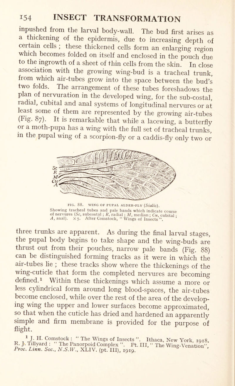 inpushed from the larval body-wall. The bud first arises as a thickening of the epidermis, due to increasing depth of certain cells ; these thickened cells form an enlarging region which becomes folded on itself and enclosed in the pouch due to the ingrowth of a sheet of thin cells from the skin. In close association with the growing wing-bud is a tracheal trunk, from which air-tubes grow into the space between the bud’s two folds. The arrangement of these tubes foreshadows the plan of nervuration in the developed wing, for the sub-costal, radial, cubital and anal systems of longitudinal nervures or at least some of them are represented by the growing air-tubes (Fig. 87). It is remarkable that while a lacewing, a butterfly or a moth-pupa has a wing with the full set of tracheal trunks, in the pupal wing of a scorpion-fly or a caddis-fly only two or FIG. 88. WING OF PUPAL ALDER-FLY (Sialts). Showing tracheal tubes and pale bands which indicate course of nervures (Sc, subcostal ; R, radial ; M, median; Cu, cubital • /4, anal). X5. After Comstock, “ Wings of Insects ”. three trunks are apparent. As during the final larval stages, the pupal body begins to take shape and the wing-buds are thrust out from their pouches, narrow pale bands (Fig. 88) can be distinguished forming tracks as it were in which the air-tubes lie ; these tracks show where the thickenings of the wing-cuticle that form the completed nervures are becoming defined. 1 Within these thickenings which assume a more or less cylindrical form around long blood-spaces, the air-tubes become enclosed, while over the rest of the area of the develop- ing wing the upper and lower surfaces become approximated, so that when the cuticle has dried and hardened an apparently simple and firm membrane is provided for the purpose of flight. -D T • The Wings of Insects Ithaca, New York, 1018. R. J. Tillyard ; “ The Panorpoid Complex ”. Pt. Ill, “ The Wing-Venation Proc. Linn. Soc., N.S.IV., XLIV. (pt. Ill), 1919. ^