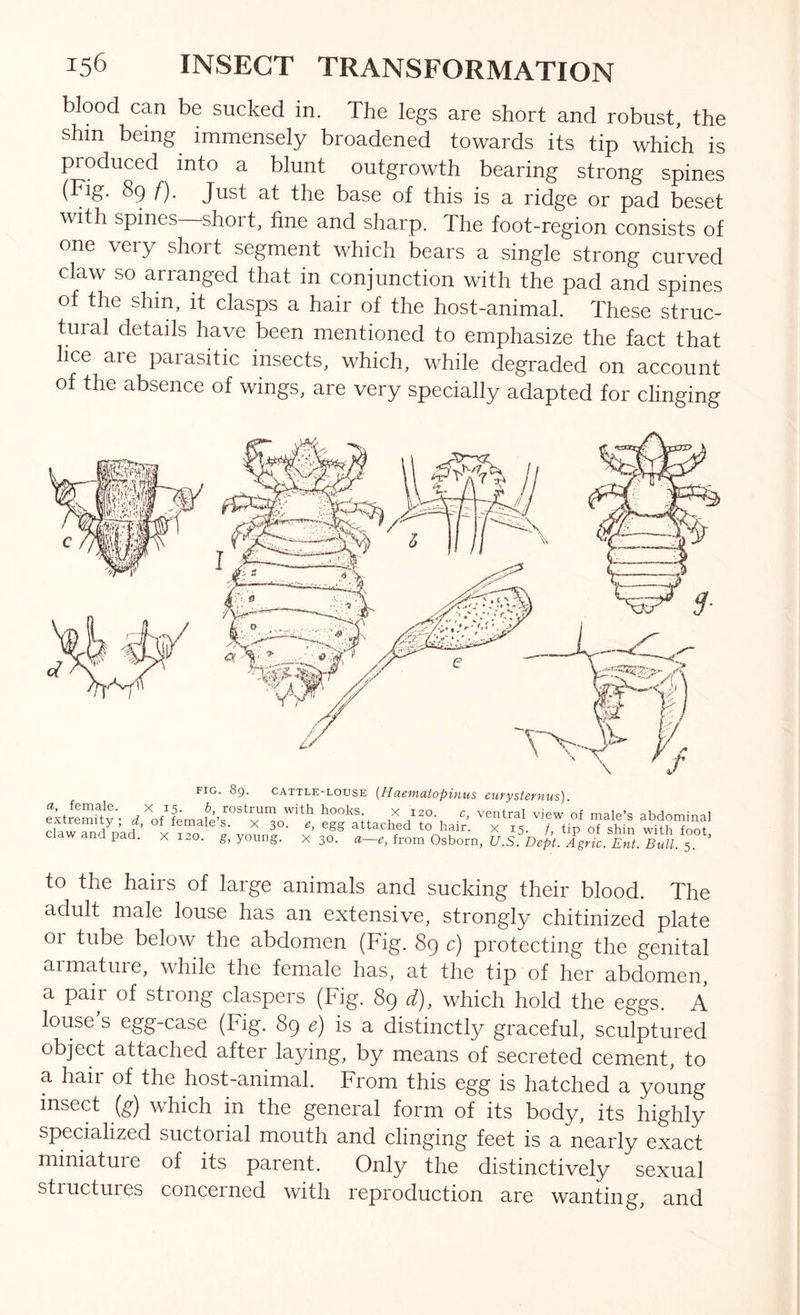 blood can be sucked in. The legs are short and robust, the shin being immensely broadened towards its tip which is produced into a blunt outgrowth bearing strong spines (Fig. 8g f). Just at the base of this is a ridge or pad beset with spines short, fine and sharp. The foot-region consists of one very short segment which bears a single strong curved claw so arranged that in conjunction with the pad and spines of the shin, it clasps a hair of the host-animal. These struc- tural details have been mentioned to emphasize the fact that lice are parasitic insects, which, while degraded on account of the absence of wings, are very specially adapted for clinging a, female, extremity ; d, claw and pad. FIG. 89. CATTLE-LOUSE {Haemutopinus curysternus). ^^'^^ral view of male’s abdominal • X 30. e, egg attached to hair, x 15. /, tip of shin wdth foot X 120. g, young. X 30. a~e, from Osborn, U.S. Dept. Agric. Ent. Bull. 5. to the hairs of large animals and sucking their blood. The adult male louse has an extensive, strongly chitinized plate or tube below the abdomen (Fig. 89 c) protecting the genital armature, while the female has, at the tip of her abdomen, a pair of strong claspers (Fig. 89 d), which hold the eggs. A louse s egg-case (Fig. 89 e) is a distinctly graceful, sculptured object attached after laying, by means of secreted cement, to a hair of the host-animal. From this egg is hatched a young insect [g) which in the general form of its body, its highly specialized suctorial mouth and clinging feet is a nearly exact miniature of its parent. Only the distinctively sexual structures concerned with reproduction are wanting, and