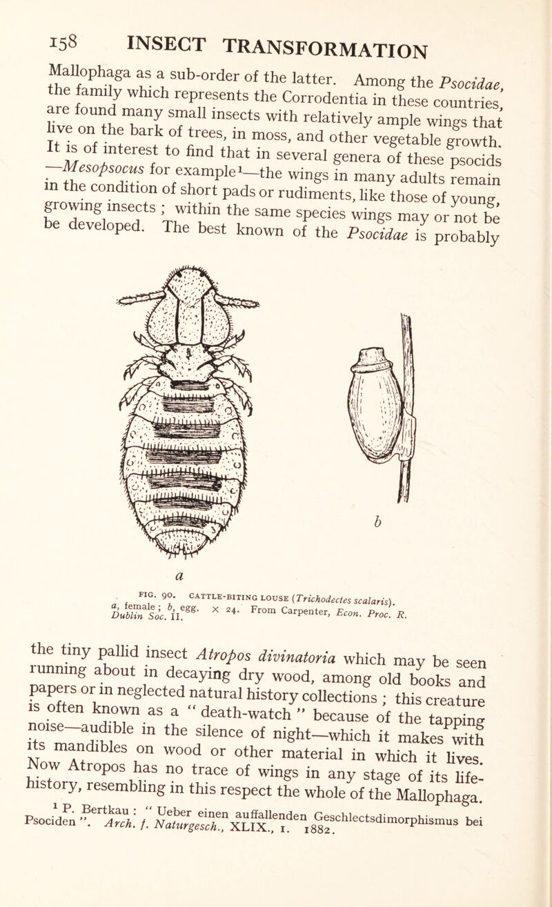 thet^-lfwV the latter. Among the Psocidae, «e fZi ’■'^P^sents the Corrodentia in these countries, are found many small insects with relatively ample wings that live on the bark of trees, in moss, and other vegetable growth. —“ several genera of these psocids in the cnnHV* for example'—the wings in many adults remain the condition of short pads or rudiments, like those of young growing insects ,;^within the same species wings may or not be be developed. The best known of the PsoLe il probabty a yV.. 1 r I.i.-BITING LOUSE (THchodectes sculaHs) SJr/sU. ir^ Oarpanter, Bcon. Proc r. the tiny pallid insect Atropos divinatoria which may be seen running about in decaying dry wood, among old bwks and papers or in neglected natural history collectioL ; this creature IS often known as a “ death-watch ” because of the 4 ^! night-which it makes^Sith Norir ® r 'vWoh it lives. Atropos has no trace of wings in any stage of its life- history, resembling in this respect the whole of thf MaUophaga. Psocidfn .^Arch. /. 882!**'^