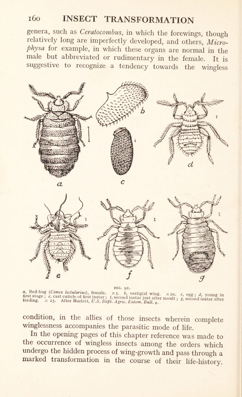genera, such as Ceratocomhus, in which the forewings, though relatively long are imperfectly developed, and others, Micro- physa for example, in which these organs are normal in the male but abbreviated or rudimentary in the female. It is suggestive to recognize a tendency towards the wingless FIG. 91. a, Beybug {Cimex lectularius), female. X5. b, vestigial wing. X20 first stage ; e, cast cuticle of first instar ; /, second instar just after moult feeding, x 25. After Marlatt, U.S. Dept. Agric, Entom. Bull. 4. egg ; d, young in g, second instar after condition, in the allies of those insects wherein complete winglessness accompanies the parasitic mode of life. In the opening pages of this chapter reference was made to the occurrence of wingless insects among the orders which undergo the hidden process of wing-growth and pass through a marked transformation in the course of their life-history.