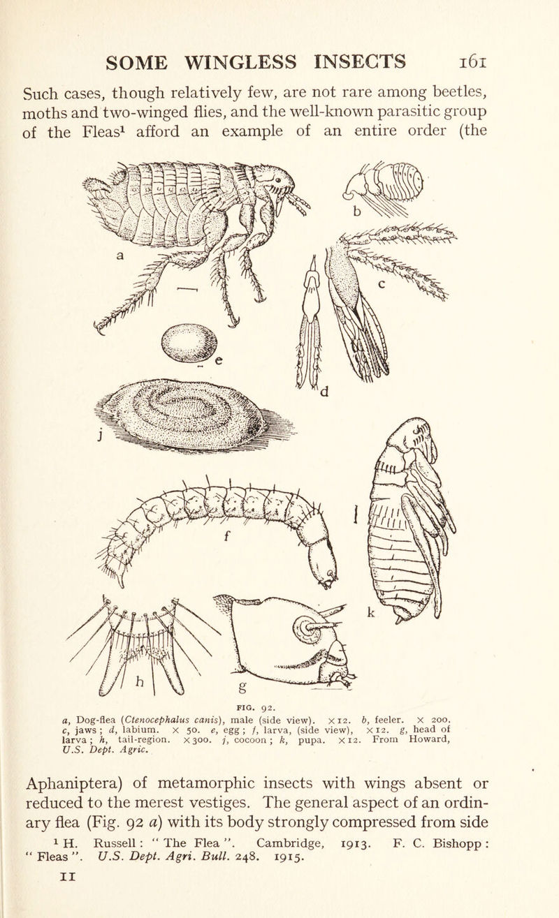 Such cases, though relatively few, are not rare among beetles, moths and two-winged flies, and the well-known parasitic group of the Fleasi afford an example of an entire order (the FIG. 92. a, Dog-flea {Ctenocephalus canis), male (side view). X12. b, feeler, x 200. c, jaws; d, labium, x 50. e, egg; /, larva, (side view), X12. g, head of larva; h, tail-region. X300. 7, cocoon; k, pupa, x 12. From Howard, U.S. Dept. Agric. Aphaniptera) of metamorphic insects with wings absent or reduced to the merest vestiges. The general aspect of an ordin- ary flea (Fig. 92 a) with its body strongly compressed from side 1 H. Russell : “ The Flea ”. Cambridge, 1913. F. C. Bishopp : “ Fleas”. U.S. Dept. Agri. Bull. 248. 1915. II