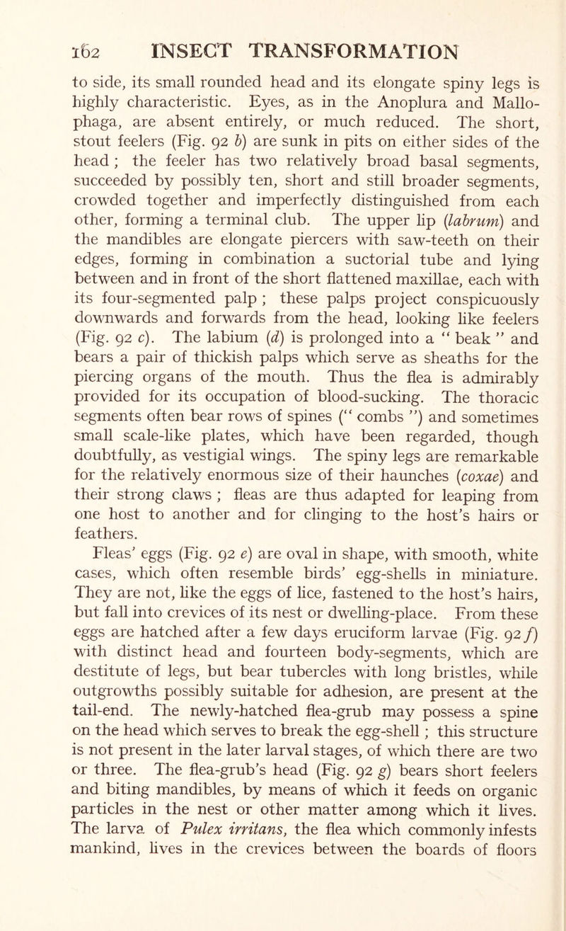 to side, its small rounded head and its elongate spiny legs is highly characteristic. Eyes, as in the Anoplura and Mallo- phaga, are absent entirely, or much reduced. The short, stout feelers (Fig. 92 h) are sunk in pits on either sides of the head ; the feeler has two relatively broad basal segments, succeeded by possibly ten, short and still broader segments, crowded together and imperfectly distinguished from each other, forming a terminal club. The upper lip {lahrum) and the mandibles are elongate piercers with saw-teeth on their edges, forming in combination a suctorial tube and lying between and in front of the short flattened maxillae, each with its four-segmented palp ; these palps project conspicuously downwards and forwards from the head, looking hke feelers (Fig. 92 c). The labium {d) is prolonged into a “ beak and bears a pair of thickish palps which serve as sheaths for the piercing organs of the mouth. Thus the flea is admirably provided for its occupation of blood-sucking. The thoracic segments often bear rows of spines (“ combs and sometimes small scale-like plates, which have been regarded, though doubtfully, as vestigial wings. The spiny legs are remarkable for the relatively enormous size of their haunches {coxae) and their strong claws ; fleas are thus adapted for leaping from one host to another and for clinging to the host’s hairs or feathers. Fleas’ eggs (Fig. 92 e) are oval in shape, with smooth, white cases, which often resemble birds’ egg-shells in miniature. They are not, hke the eggs of lice, fastened to the host’s hairs, but fall into crevices of its nest or dwelhng-place. From these eggs are hatched after a few days eruciform larvae (Fig. 92 /) with distinct head and fourteen body-segments, which are destitute of legs, but bear tubercles with long bristles, while outgrowths possibly suitable for adhesion, are present at the tail-end. The newly-hatched flea-grub may possess a spine on the head which serves to break the egg-shell; this structure is not present in the later larval stages, of which there are two or three. The flea-grub’s head (Fig. 92 g) bears short feelers and biting mandibles, by means of which it feeds on organic particles in the nest or other matter among which it lives. The larva of Pulex irritans, the flea which commonly infests mankind, lives in the crevices between the boards of floors