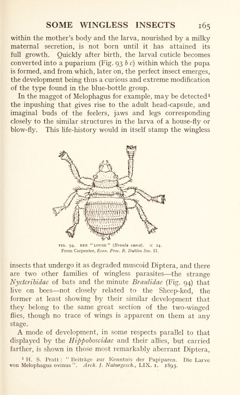 within the mother’s body and the larva, nourished by a milky maternal secretion, is not born until it has attained its full growth. Quickly after birth, the larval cuticle becomes converted into a puparium (Fig. 93 h c) within which the pupa is formed, and from which, later on, the perfect insect emerges, the development being thus a curious and extreme modification of the type found in the blue-bottle group. In the maggot of Melophagus for example, may be detected ^ the inpushing that gives rise to the adult head-capsule, and imaginal buds of the feelers, jaws and legs corresponding closely to the similar structures in the larva of a house-fly or blow-fly. This life-history would in itself stamp the wingless FIG. 94. BEE “louse” {Braula caeca). X 24. From Carpenter, Econ. Proc. R. Dublin Soc. II. insects that undergo it as degraded muscoid Diptera, and there are two other families of wingless parasites—the strange Nycterihidae of bats and the minute Braulidae (Fig. 94) that live on bees—not closely related to the Sheep-ked, the former at least showing by their similar development that they belong to the same great section of the two-winged flies, though no trace of wings is apparent on them at any stage. A mode of development, in some respects parallel to that displayed by the Hippohoscidae and their allies, but carried farther, is shown in those most remarkably aberrant Diptera, ^ H. S. Pratt :  Beitrage ziir Kenntnis der Pupiparen. Die Larve von Melophagus ovinus ”. Arch. /. Naturgesch., LIX. i. 1893.