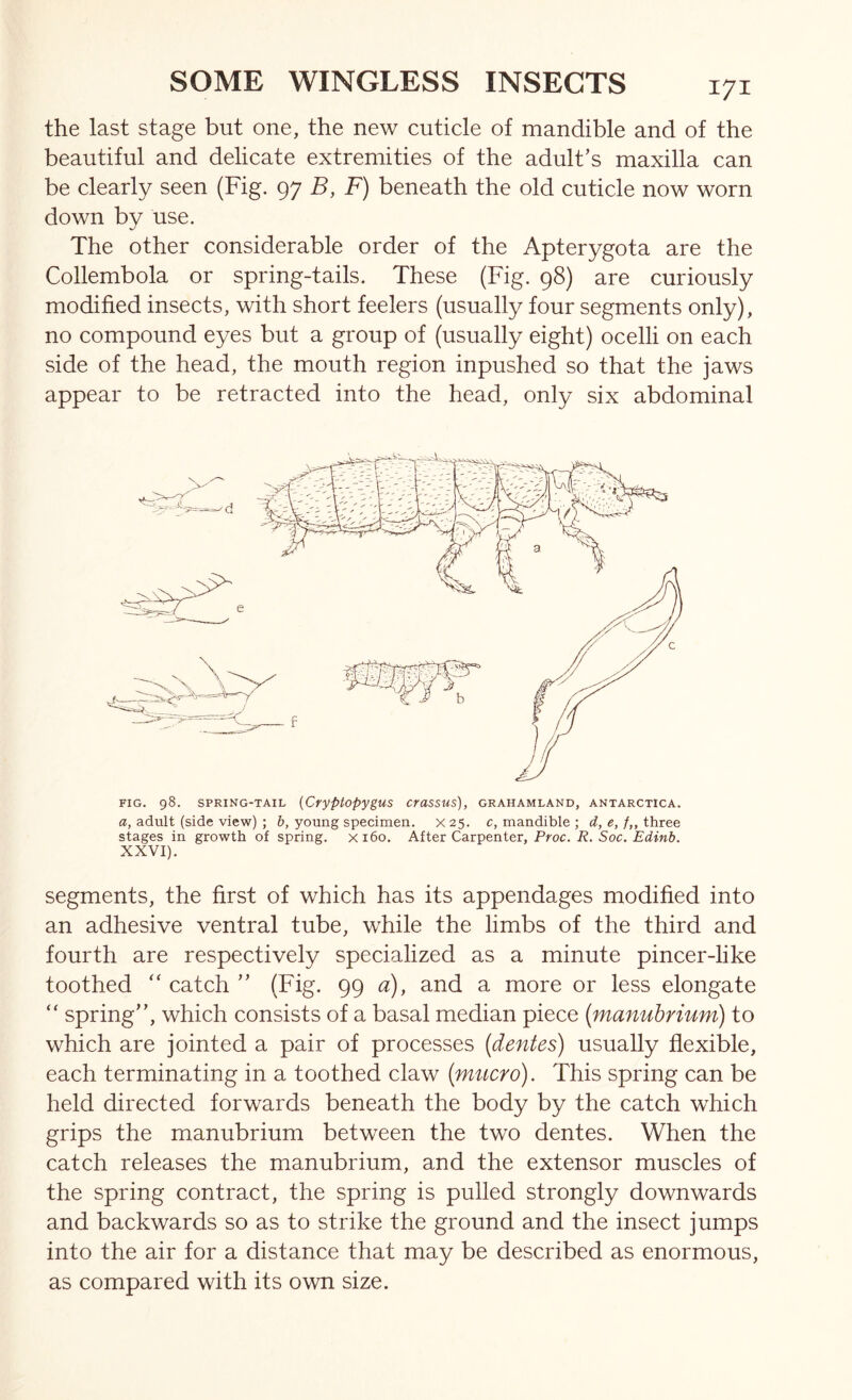 the last stage but one, the new cuticle of mandible and of the beautiful and delicate extremities of the adult’s maxilla can be clearly seen (Fig. 97 B, F) beneath the old cuticle now worn down by use. The other considerable order of the Apterygota are the Collembola or spring-tails. These (Fig. 98) are curiously modified insects, with short feelers (usually four segments only), no compound eyes but a group of (usually eight) ocelli on each side of the head, the mouth region inpushed so that the jaws appear to be retracted into the head, only six abdominal FIG. 98. SPRING-TAIL {Cryptopygus crassus), grahamland, Antarctica. a, adult (side view) ; b, young specimen, x 25. c, mandible ; d, e, /„ three stages in growth of spring. xi6o. After CaiTpenter, Proc. R. Soc. Edinb. XXVI). segments, the first of which has its appendages modified into an adhesive ventral tube, while the limbs of the third and fourth are respectively specialized as a minute pincer-like toothed “ catch ” (Fig. 99 a), and a more or less elongate “ spring”, which consists of a basal median piece {manubrium) to which are jointed a pair of processes {dentes) usually flexible, each terminating in a toothed claw {mucro). This spring can be held directed forwards beneath the body by the catch which grips the manubrium between the two dentes. When the catch releases the manubrium, and the extensor muscles of the spring contract, the spring is pulled strongly downwards and backwards so as to strike the ground and the insect jumps into the air for a distance that may be described as enormous, as compared with its own size.