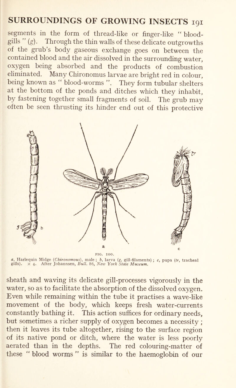 segments in the form of thread-like or finger-like “ blood- gills ” (g). Through the thin walls of these delicate outgrowths of the grub’s body gaseous exchange goes on between the contained blood and the air dissolved in the surrounding water, oxygen being absorbed and the products of combustion eliminated. Many Chironomus larvae are bright red in colour, being known as “ blood-worms They form tubular shelters at the bottom of the ponds and ditches which they inhabit, by fastening together small fragments of soil. The grub may often be seen thrusting its hinder end out of this protective FIG. 100. a. Harlequin Midge {Chironomous), male ; b, larva (g, gill-filaments) ; c, pupa {tr, tracheal gills). X 4. After Johannsen, Bull. 86, New York State Museum. sheath and waving its delicate gill-processes vigorously in the water, so as to facilitate the absorption of the dissolved oxygen. Even while remaining within the tube it practises a wave-like movement of the body, which keeps fresh water-currents constantly bathing it. This action suffices for ordinary needs, but sometimes a richer supply of oxygen becomes a necessity ; then it leaves its tube altogether, rising to the surface region of its native pond or ditch, where the water is less poorly aerated than in the depths. The red colouring-matter of these “ blood worms ” is similar to the haemoglobin of our