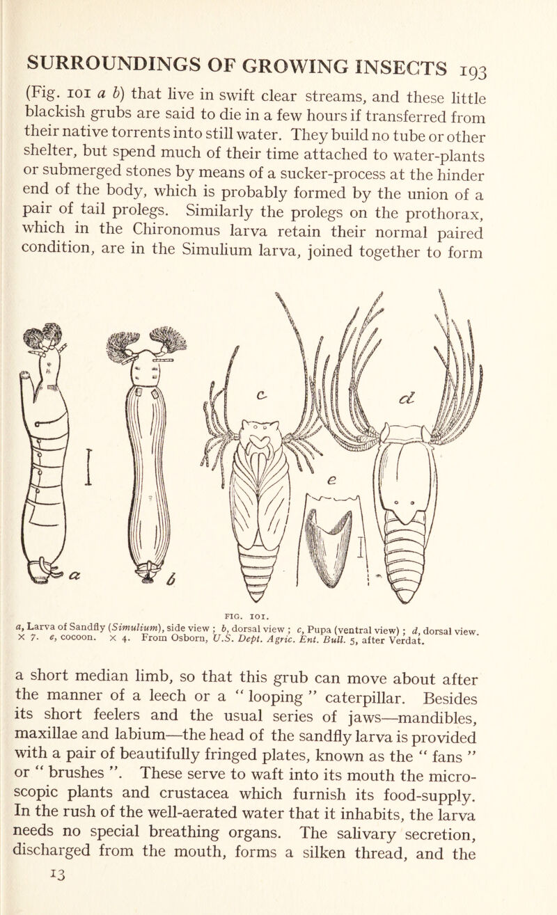 (Fig. loi a h) that live in swift clear streams, and these little blackish grubs are said to die in a few hours if transferred from their native torrents into still water. They build no tube or other shelter, but spend much of their time attached to water-plants or submerged stones by means of a sucker-process at the hinder end of the body, which is probably formed by the union of a pair of tail prolegs. Similarly the prolegs on the prothorax, which in the Chironomus larva retain their normal paired condition, are in the Simulium larva, joined together to form FIG. lOI. Larva of Sandfly side view ; fc, dorsal view ; c, Pupa (ventral view) ; dorsal view X 7. cocoon. X 4. From Osborn, U.S. Dept. Agric. Ent. Bull. 5, after Verdat. a short median limb, so that this grub can move about after the manner of a leech or a looping ” caterpillar. Besides its short feelers and the usual series of jaws—mandibles, maxillae and labium—the head of the sandfly larva is provided with a pair of beautifully fringed plates, known as the fans '' or '' brushes These serve to waft into its mouth the micro- scopic plants and Crustacea which furnish its food-supply. In the rush of the well-aerated water that it inhabits, the larva needs no special breathing organs. The salivary secretion, discharged from the mouth, forms a silken thread, and the 13