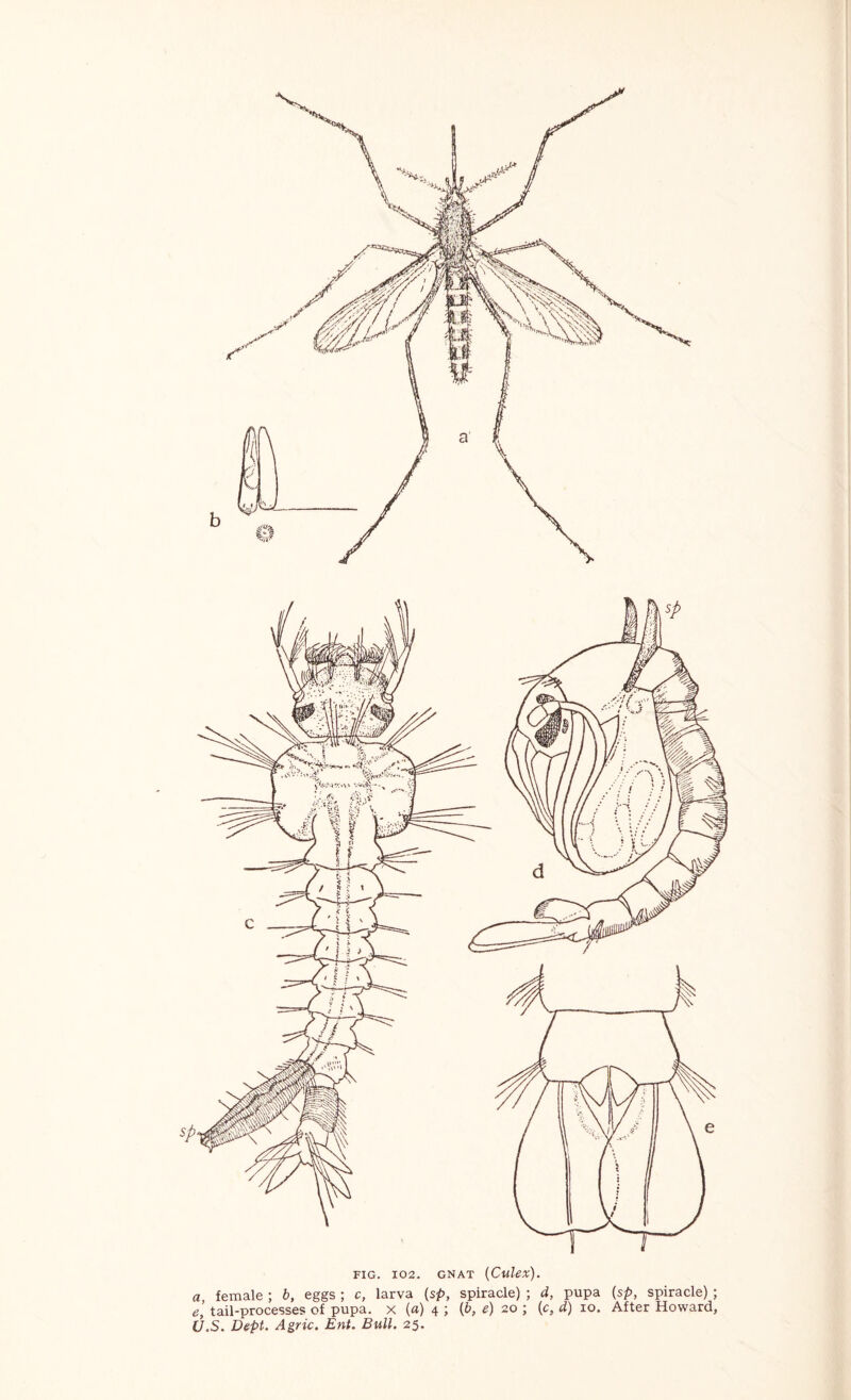 FIG. 102. GNAT {Culex). a, female ; b, eggs ; c, larva {sp, spiracle) ; d, pupa {sp, spiracle) ; e, tail-processes of pupa, x («) 4 1 20 ; (c, d) 10. After Howard, C7.S. Dept. Agric. Ent. Bull. 25.