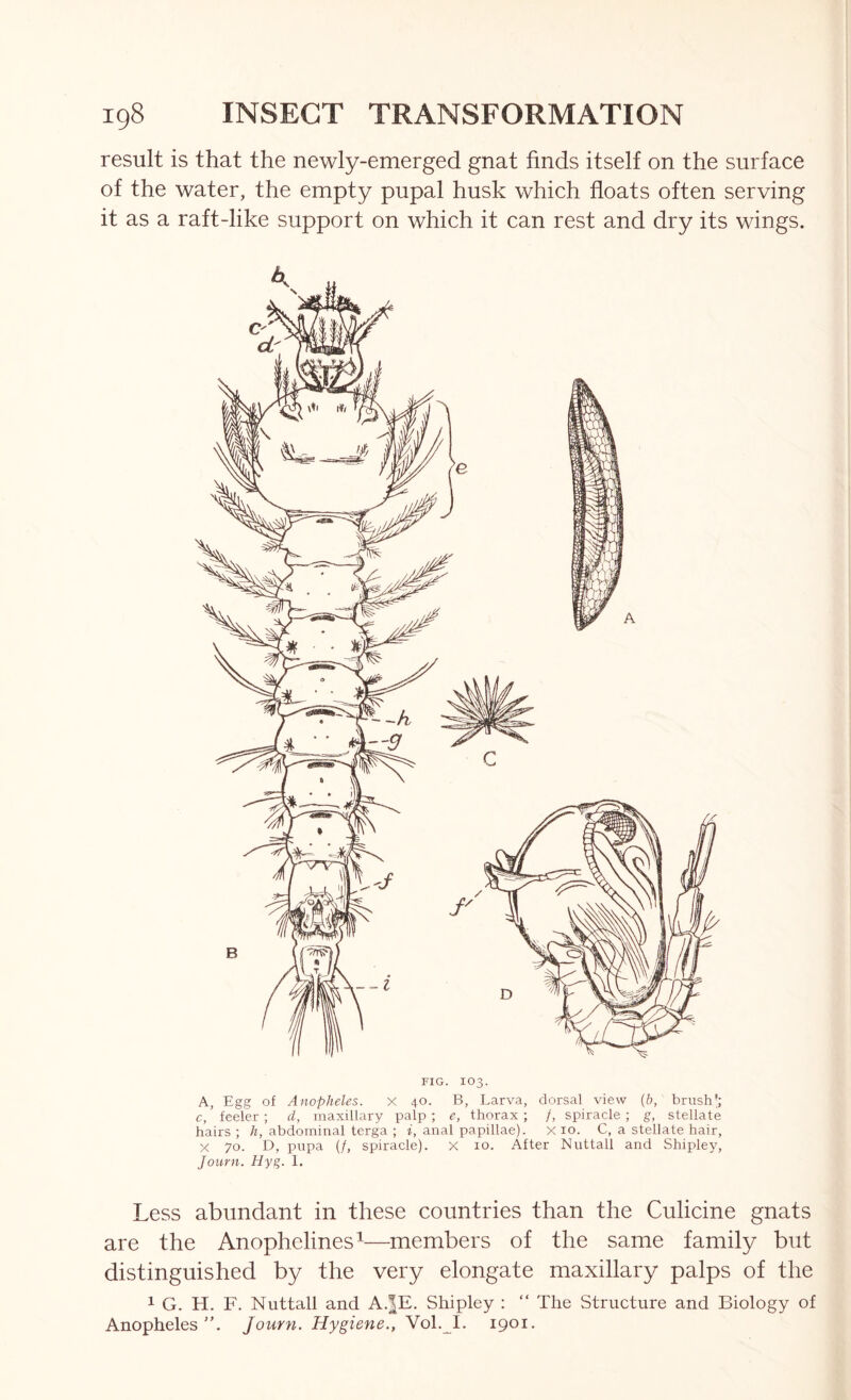 result is that the newly-emerged gnat finds itself on the surface of the water, the empty pupal husk which floats often serving it as a raft-like support on which it can rest and dry its wings. FIG. 103. A, Egg of Anopheles. X 40. B, Larva, dorsal view {b, brush'; c, feeler ; d, maxillary palp ; e, thorax ; /, spiracle ; g, stellate hairs ; h, abdominal terga ; i, anal papillae). X 10. C, a stellate hair, X 70. D, pupa (/, spiracle). X 10. After Nuttall and Shipley, Journ. Hyg. 1. Less abundant in these countries than the Culicine gnats are the Anophelines^—members of the same family but distinguished by the very elongate maxillary palps of the 1 G. H. F. Nuttall and A.^E. Shipley ; “ The Structure and Biology of