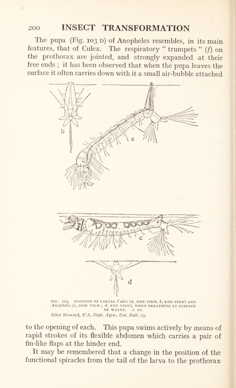The pupa (Fig. 103 D) of Anopheles resembles, in its main features, that of Culex. The respiratory trumpets ” (/) on the prothorax are jointed, and strongly expanded at their free ends ; it has been observed that when the pupa leaves the surface it often carries down with it a small air-bubble attached FIG. 104. POSITION OF LARVAL CuleX (a, SIDE VIEW, &, END VIEw) AND Anopheles {c, side view ; d, end view), when breathing at surface OF WATER. X 10. After Howard, U.S. Dept. Agric. Ent. Bull. 25, to the opening of each. This pupa swims actively by means of rapid strokes of its flexible abdomen which carries a pair of fin-like flaps at the hinder end. It may be remembered that a change in the position of the functional spiracles from the tail of the larva to the prothorax