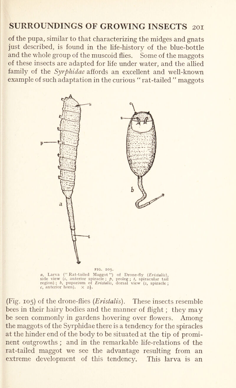 of the pupa, similar to that characterizing the midges and gnats just described, is found in the life-history of the blue-bottle and the whole group of the muscoid flies. Some of the maggots of these insects are adapted for life under water, and the allied family of the Syrphidae affords an excellent and well-known example of such adaptation in the curious “ rat-tailed ” maggots FIG. 105. a. Larva (“Rat-tailed Maggot”) of Drone-fly {Eristalis), side view (s, anterior spiracle ; p, proleg ; t, spiracular tail region) ; b, puparium of Eristalis, dorsal view (5, spiracle ; c, anterior horn), x 2^. (Fig. 105) of the drone-flies {Eristalis). These insects resemble bees in their hairy bodies and the manner of flight; they may be seen commonly in gardens hovering over flowers. Among the maggots of the Syrphidae there is a tendency for the spiracles at the hinder end of the body to be situated at the tip of promi- nent outgrowths ; and in the remarkable life-relations of the rat-tailed maggot we see the advantage resulting from an extreme development of this tendency. This larva is an