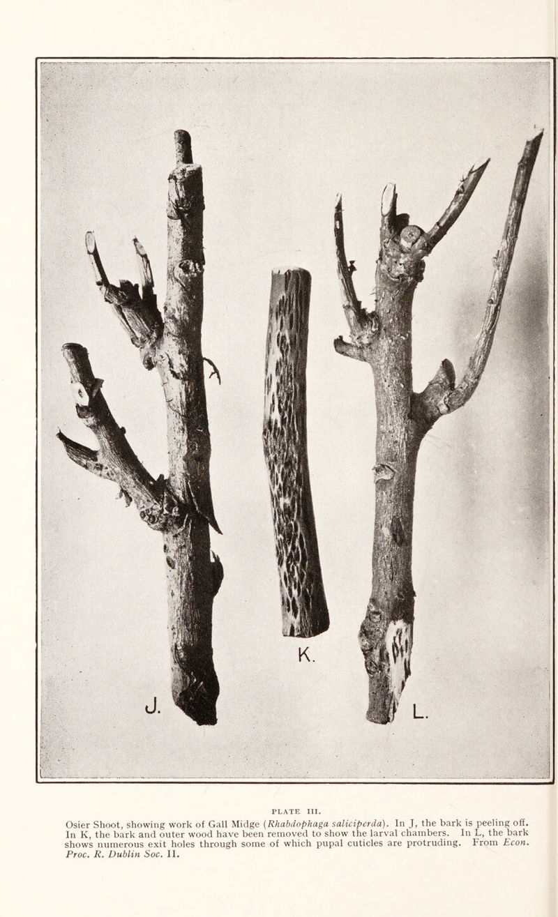 Osier Shoot, showing work of Gall Midge {Rhabdophaga saliciperda). In J, the bark is peeling off. In K, the bark and outer wood have been removed to show the larval chambers. In L, the bark shows numerous exit holes through some of which pupal cuticles are protruding. From Econ. Proc. R. Dublin Soc. II.