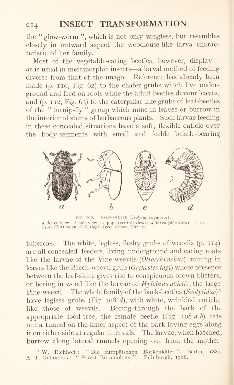 the “ glow-worm which is not only wingless, but resembles closely in outward aspect the woodlouse-like larva charac- teristic of her family. Most of the vegetable-eating beetles, however, display— as is usual in metamorphic insects—a larval method of feeding diverse from that of the imago. Reference has already been made (p. no. Fig. 62) to the chafer grubs which live under- ground and feed on roots while the adult beetles devour leaves, and (p. 112, Fig. 63) to the caterpillar-like grubs of leaf-beetles of the “ turnip-fly ” group which mine in leaves or burrow in the interior of stems of herbaceous plants. Such larvae feeding in these concealed situations have a soft, flexible cuticle over the body-segments with small and feeble bristle-bearing ^ he cL FIG. 108. BARK-BEETLE (ScolytHS TUguloSUS). a, dorsal view ; b, side view ; c, pupa (ventral view) ; d, larva (side view), x 20. From Chittenden, U.S. Dept. Agric. Enioni. Qirc. 29. tubercles. The white, legless, fleshy grubs of weevils (p. 114) are all concealed feeders, living underground and eating roots like the larvae of the Vine-weevils (Otiorrhynchns), mining in leaves like the Beech-weevil grub (Orchestes fagi) whose presence between the leaf-skins gives rise to conspicuous brown blisters, or boring in wood like the larvae of Hylobius ahietis, the large Pine-weevil. The whole family of the bark-beetles (Scolytidae) ^ have legless grubs (Fig. 108 d), with white, wrinkled cuticle, like those of weevils. Boring through the bark of the appropriate food-tree, the female beetle (Fig. 108 a h) eats out a tunnel on the inner aspect of the bark laying eggs along it on either side at regular intervals. The larvae, when hatched, burrow along lateral tunnels opening out from the mother- ^ W. Eichhoff : “Die europaischen Borkenkafer Berlin, i88i. A. T. Gillanders : “ Forest Entomology Edinburgh, 1908.