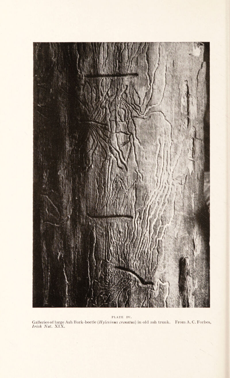 Galleries of large .Ash Bark-beetle {Hylesinus crenaius) in old ash trunk. From A. C. Forbes, Irish Nat. XIX.