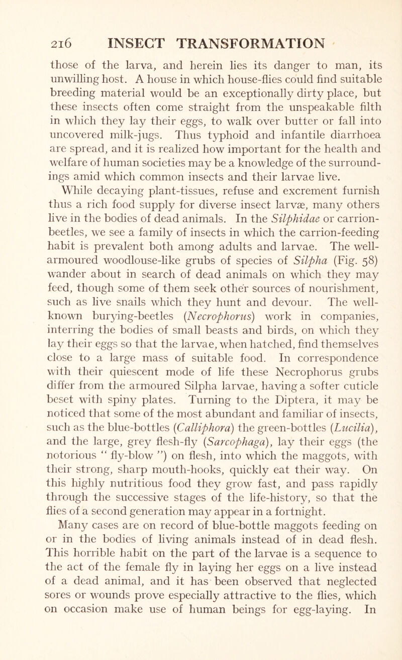 those of the larva, and herein lies its danger to man, its unwilling host. A house in which house-flies could find suitable breeding material would be an exceptionally dirty place, but these insects often come straight from the unspeakable hlth in wliich they lay their eggs, to walk over butter or fall into uncovered milk-jugs. Thus typhoid and infantile diarrhoea are spread, and it is realized how important for the health and welfare of human societies may be a knowledge of the surround- ings amid which common insects and their larvae live. While decaying plant-tissues, refuse and excrement furnish thus a rich food supply for diverse insect larvae, many others live in the bodies of dead animals. In the Silphidae or carrion- beetles, we see a family of insects in which the carrion-feeding habit is prevalent both among adults and larvae. The well- armoured woodlouse-like grubs of species of Silpha (Fig. 58) wander about in search of dead animals on which they may feed, though some of them seek other sources of nourishment, such as live snails which they hunt and devour. The well- known burying-beetles {Necrophorus) work in companies, interring the bodies of small beasts and birds, on which they lay their eggs so that the larvae, when hatched, find themselves close to a large mass of suitable food. In correspondence with their quiescent mode of life these Necrophorus grubs differ from the armoured vSilpha larvae, having a softer cuticle beset with spiny plates. Turning to the Diptera, it may be noticed that some of the most abundant and familiar of insects, such as the blue-bottles {Calliphora) the green-bottles {Lucilia), and the large, grey flesh-fly {Sarcophaga), lay their eggs (the notorious “ fly-blow on flesh, into which the maggots, with their strong, sharp mouth-hooks, quickly eat their way. On this highly nutritious food they grow fast, and pass rapidly through the successive stages of the life-history, so that the flies of a second generation may appear in a fortnight. Many cases are on record of blue-bottle maggots feeding on or in the bodies of living animals instead of in dead flesh. This horrible habit on the part of the larvae is a sequence to the act of the female fly in laying her eggs on a live instead of a dead animal, and it has been observed that neglected sores or wounds prove especially attractive to the flies, which on occasion make use of human beings for egg-laying. In